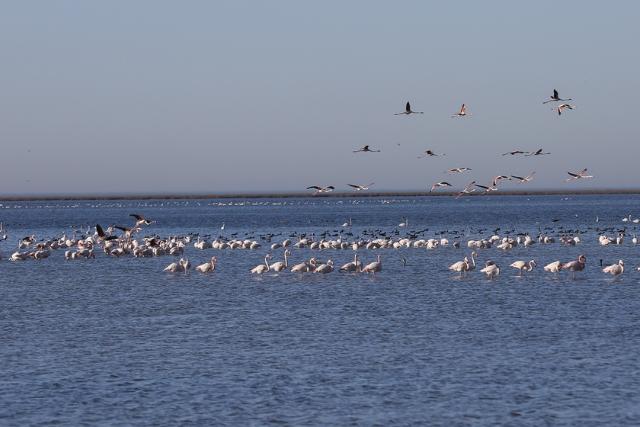 پرواز پرندگان در تالاب گمیشان