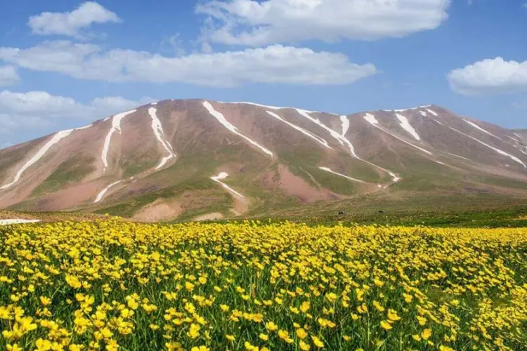 دشت گل مقابل کوه سهند، منبع عکس: ایرنا، عکاس: نامشخص