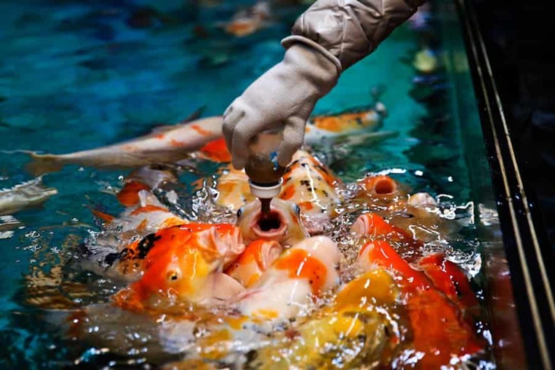 غذا دادن به ماهی در آکواریوم بندر انزلی