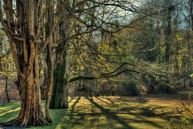 درختان تنومند در مرداب وربن چالوس