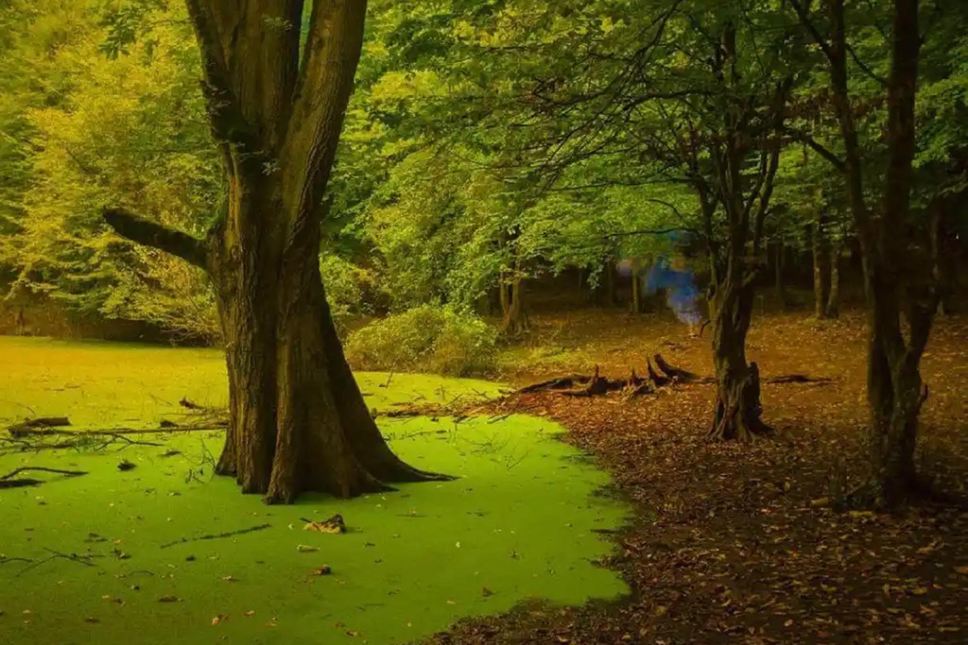 راهنمای سفر یک روزه به مرداب هسل