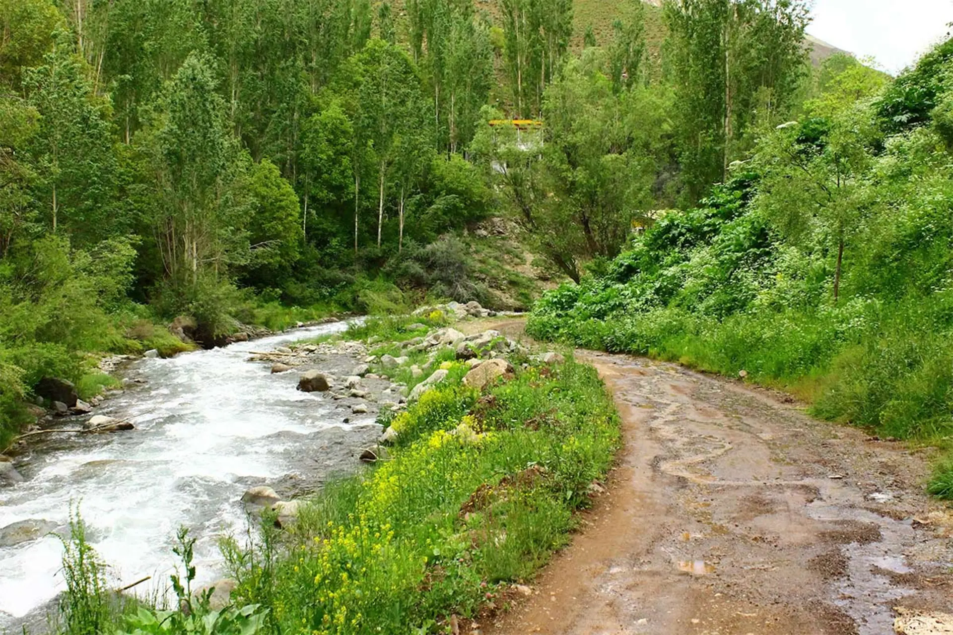 رودخانه در طبیعت سبز طالقان