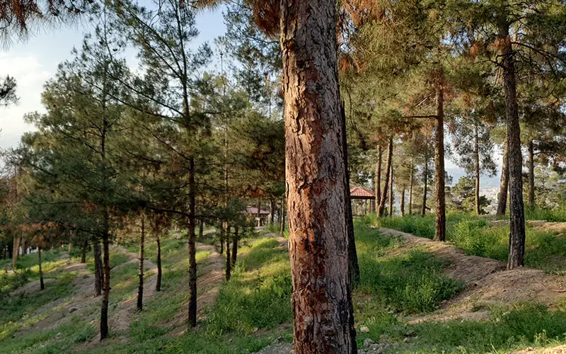 درختان بلند پارک جنگلی سرخه حصار