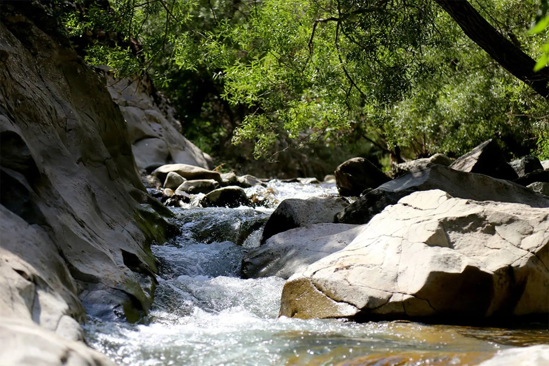 رودخانه چال ماهی در طبیعت سرسبز