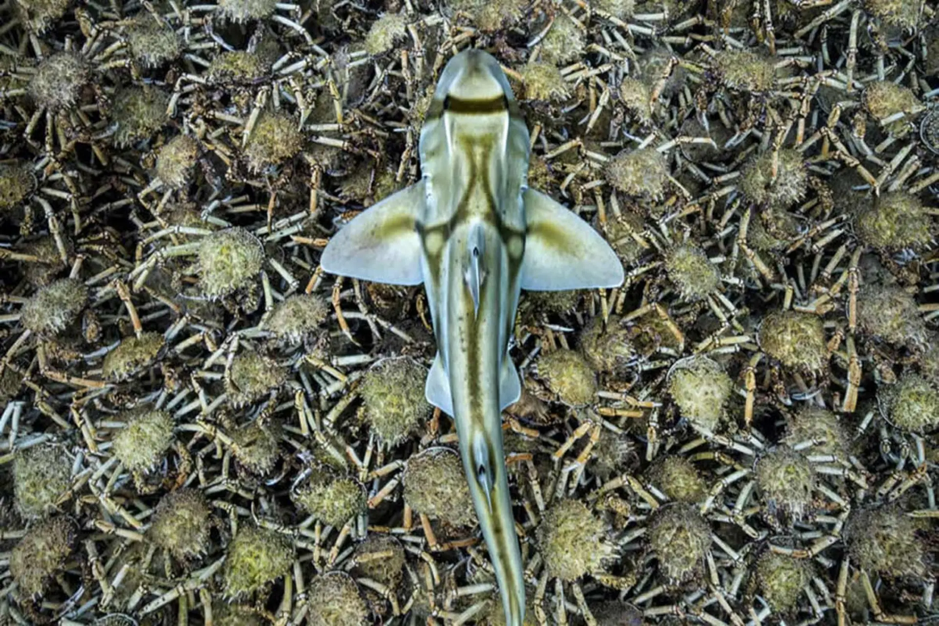 سفره ماهی و خرچنگ