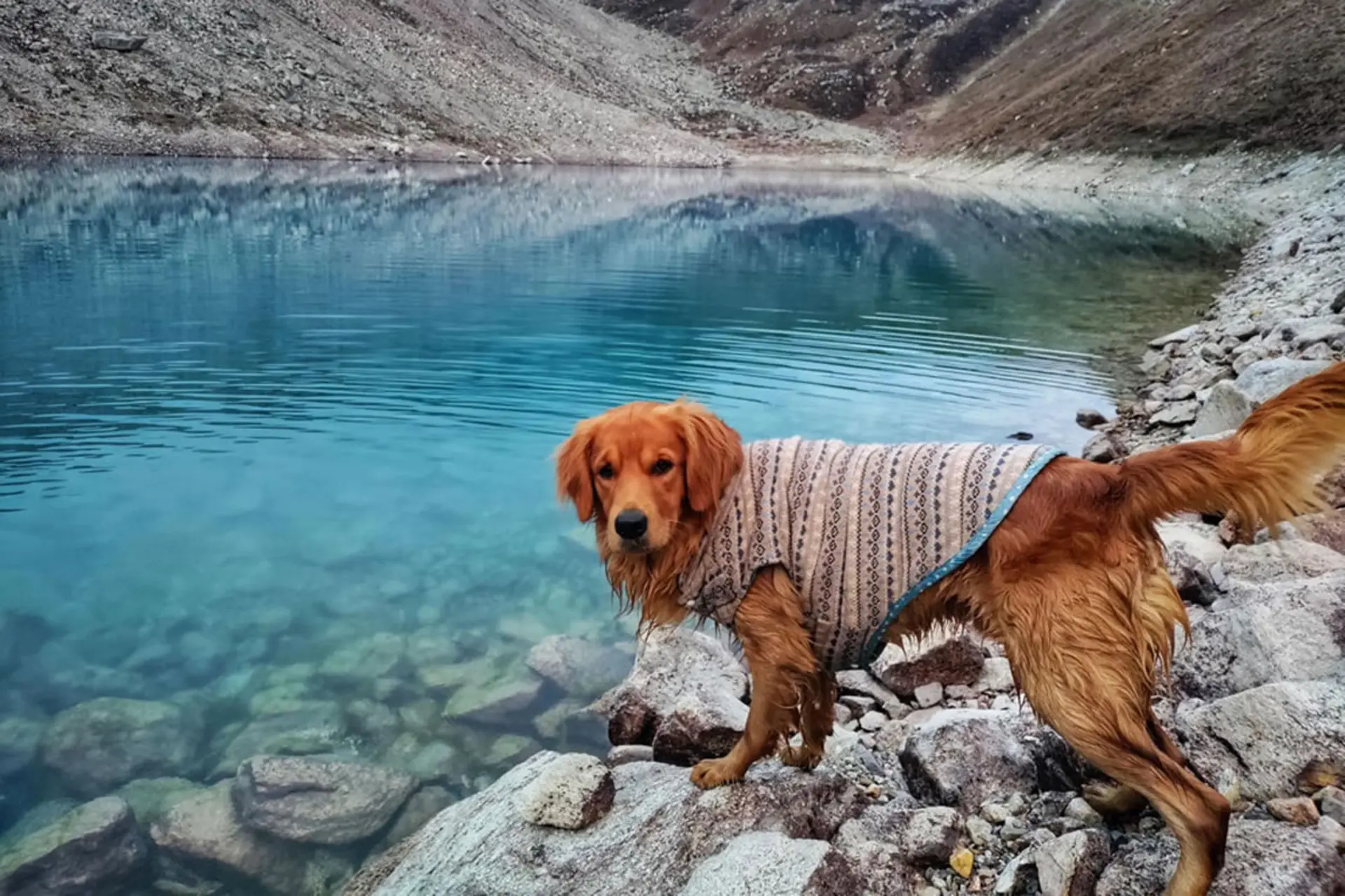 سگی کنار دریاچه