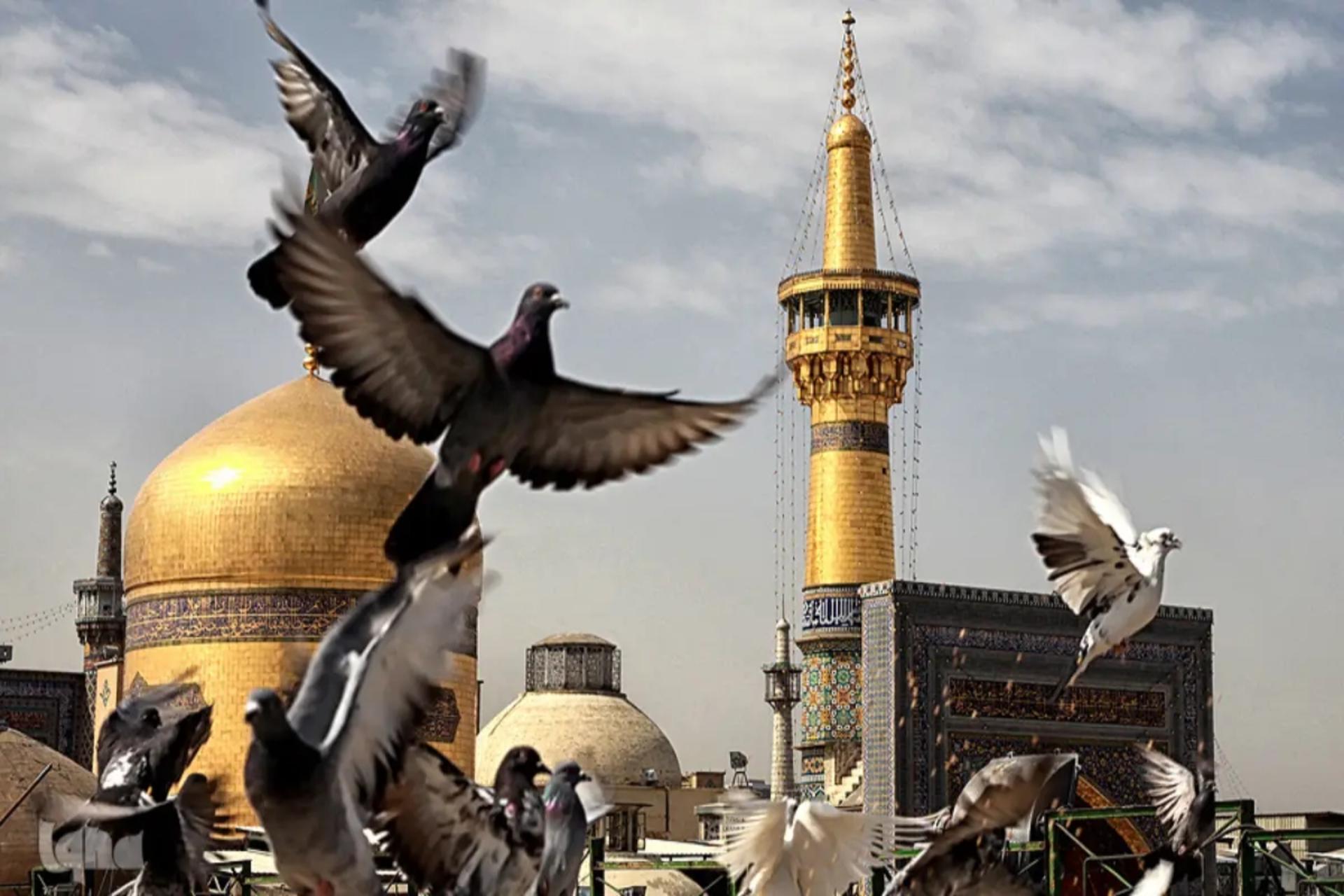 کبوترهای در حال پرواز حرم امام رضا (ع)