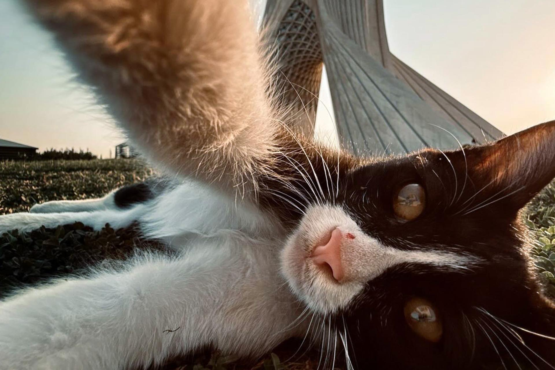 میدان آزادی و گربه‌ها
