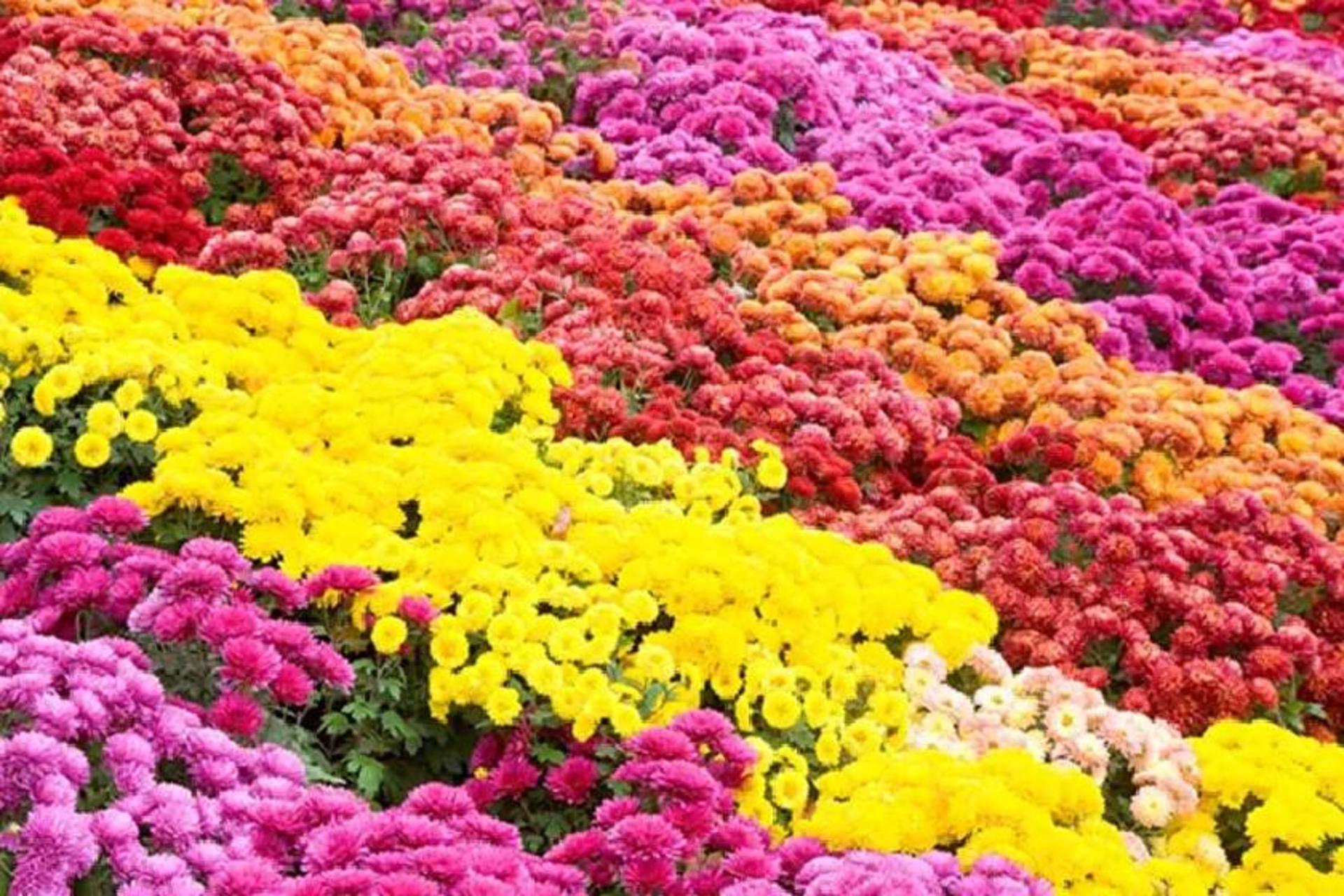 جشنواره گل‌های داوودی در باغ گیاه‌شناسی