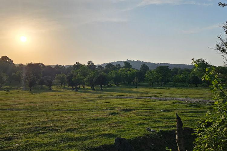 جنگل بلیران در حاشیه روستای بلیران آمل