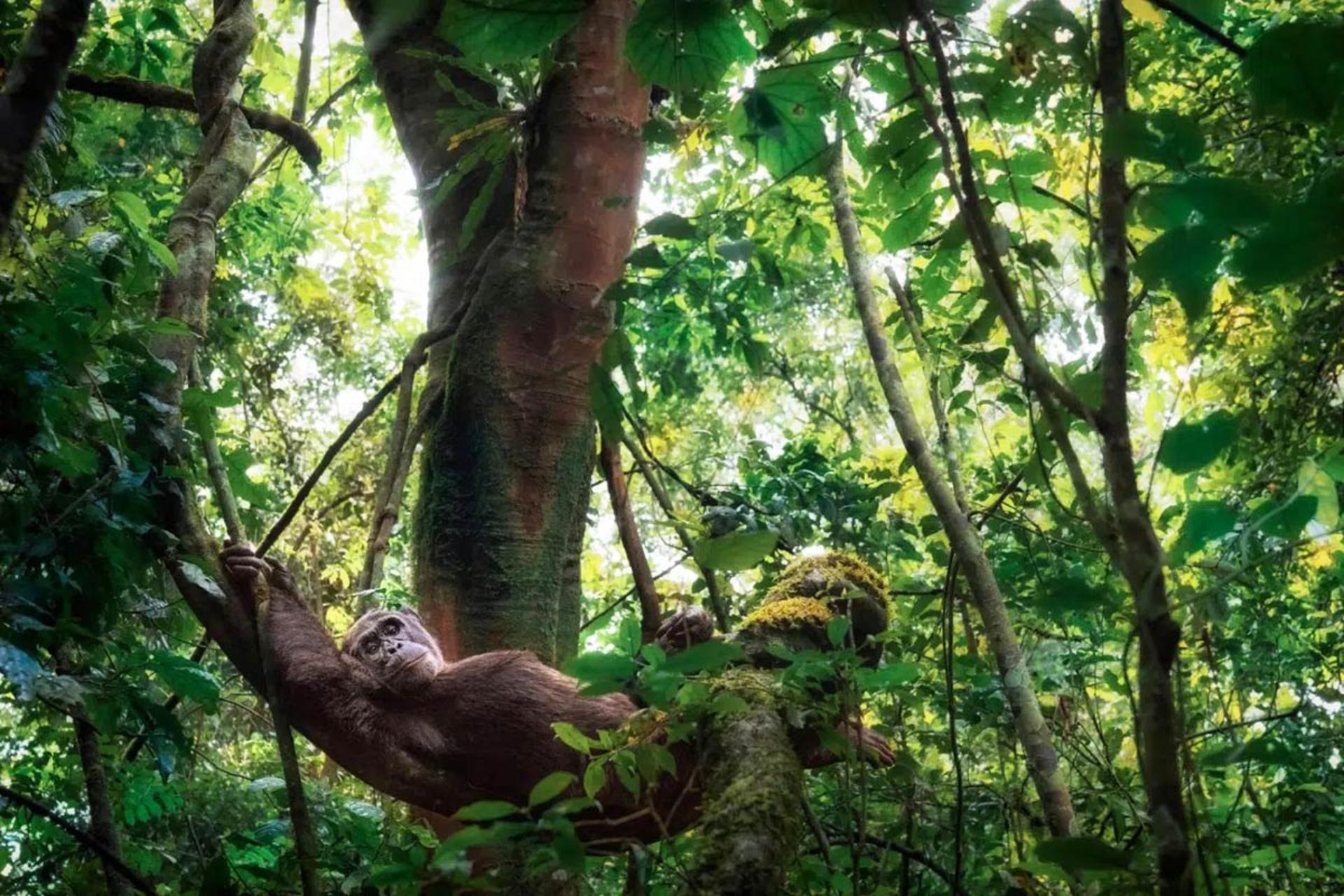  ژست یک میمون روی شاخه درخت