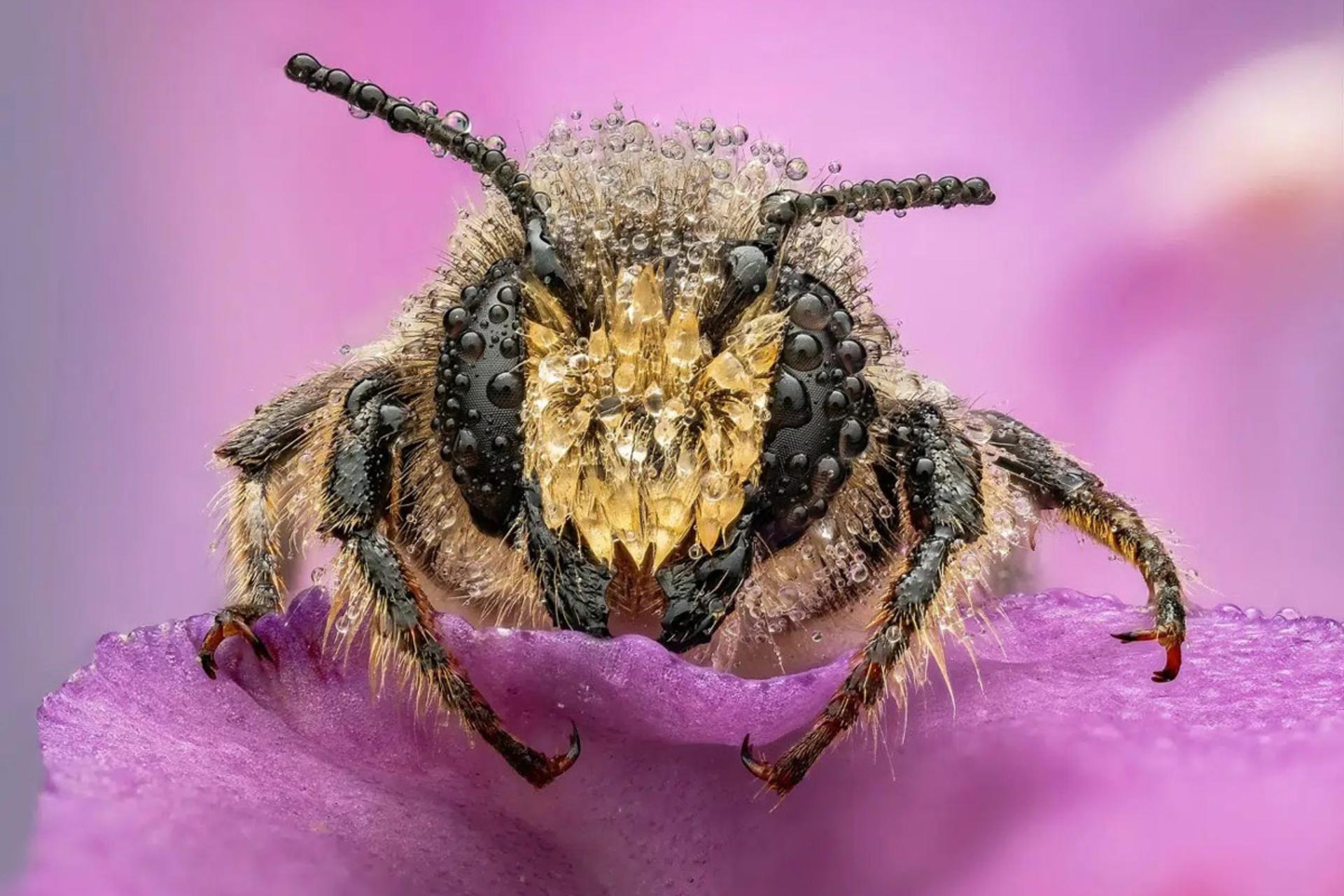 عکس کلوزآپ یک زنبور