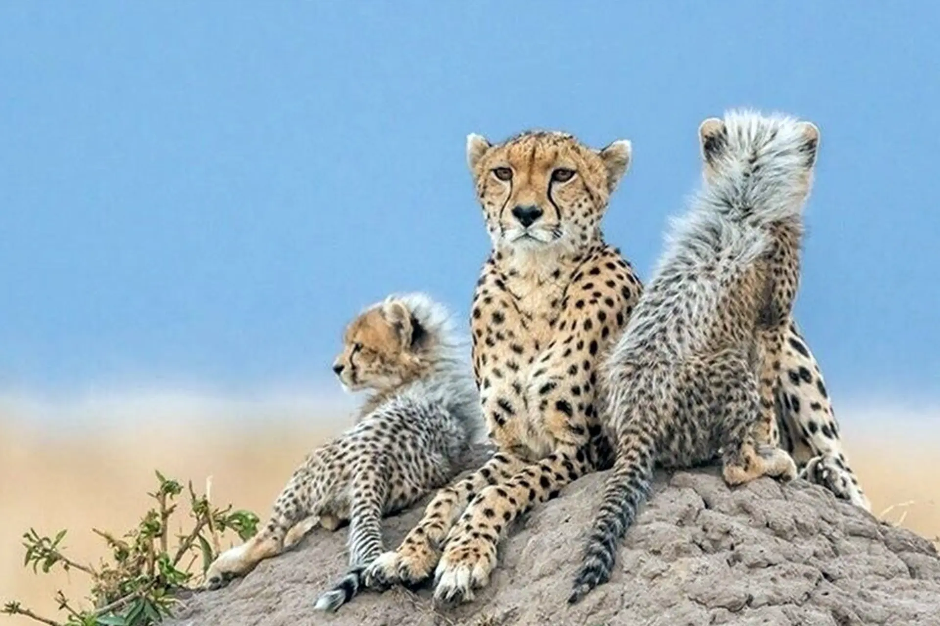 یوزپلنگ ایرانی و توله