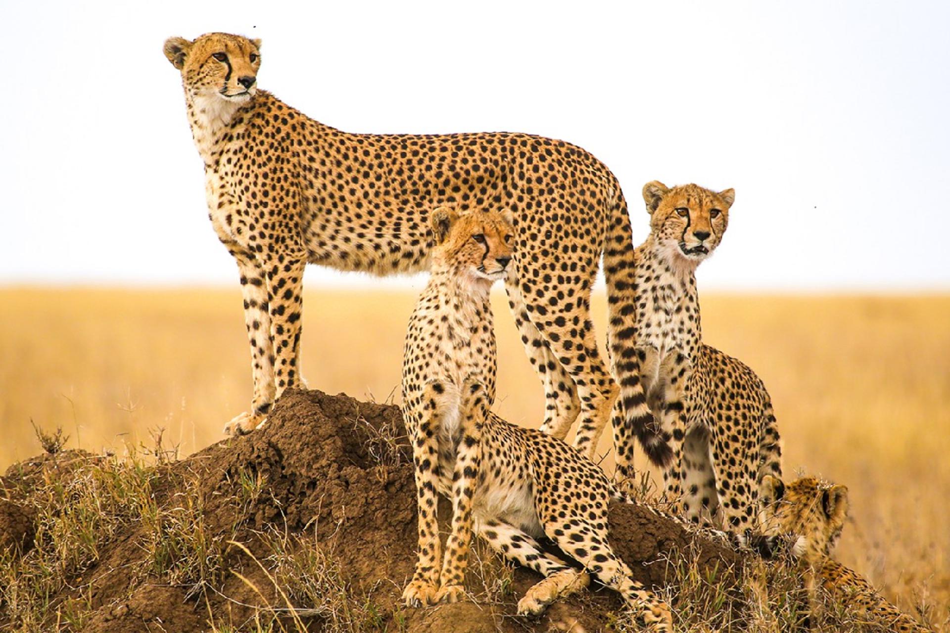 چند چیتا در طبیعت