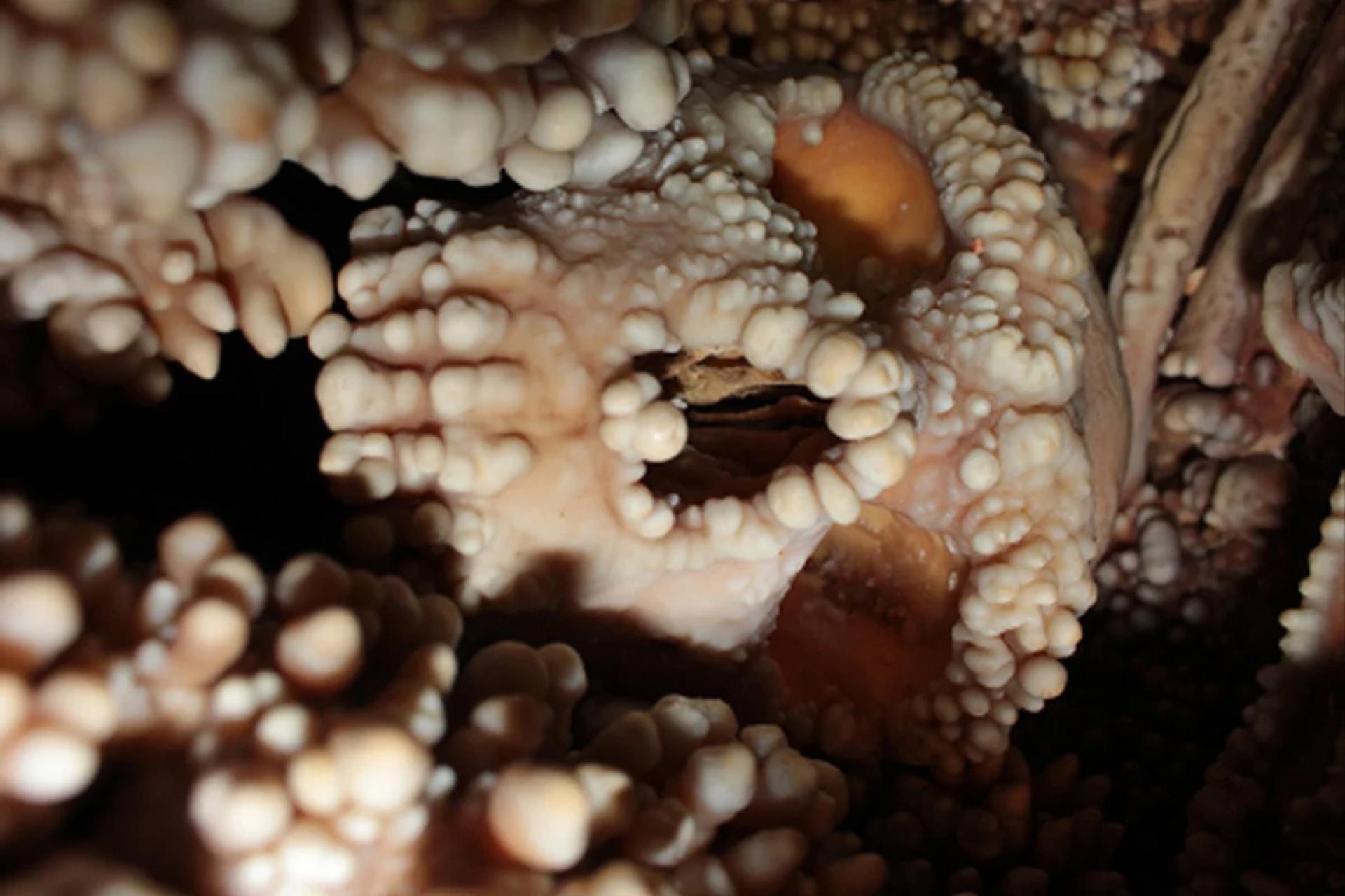 فسیل انسان نئاندرتال