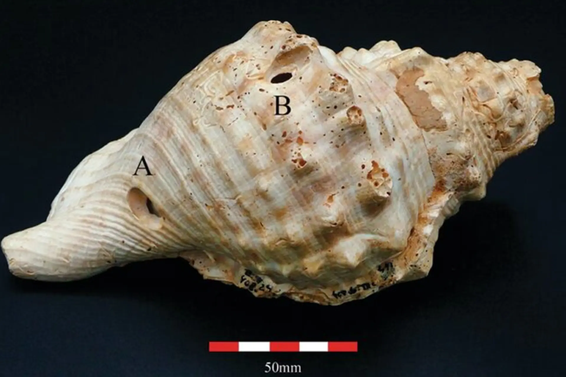 کشف قدیمی‌ترین ساز جهان