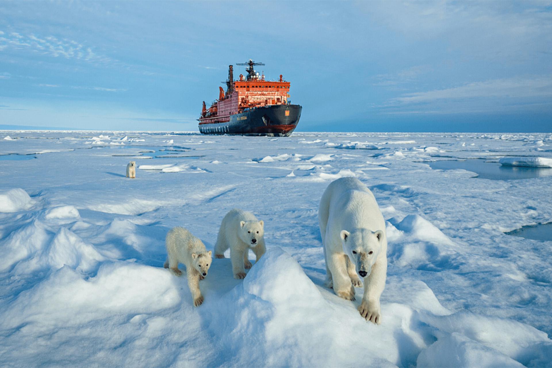 کشتی اکتشافی و خرس های قطبی در قطب شمال
