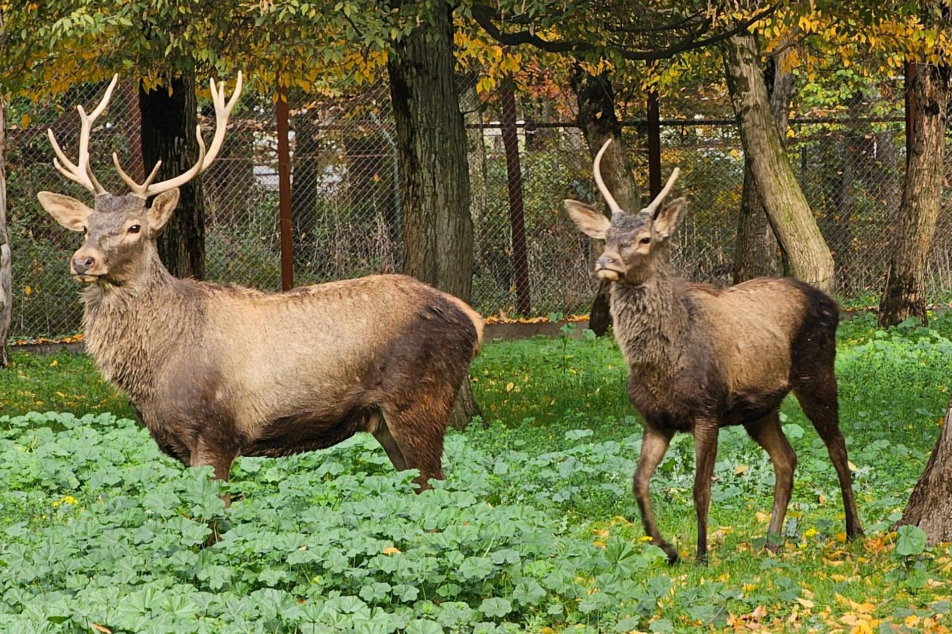 پاییز هزار رنگ پارک جنگلی قرق؛ نگین سبز گرگان و خانه مارال‌ها (تصاویر)