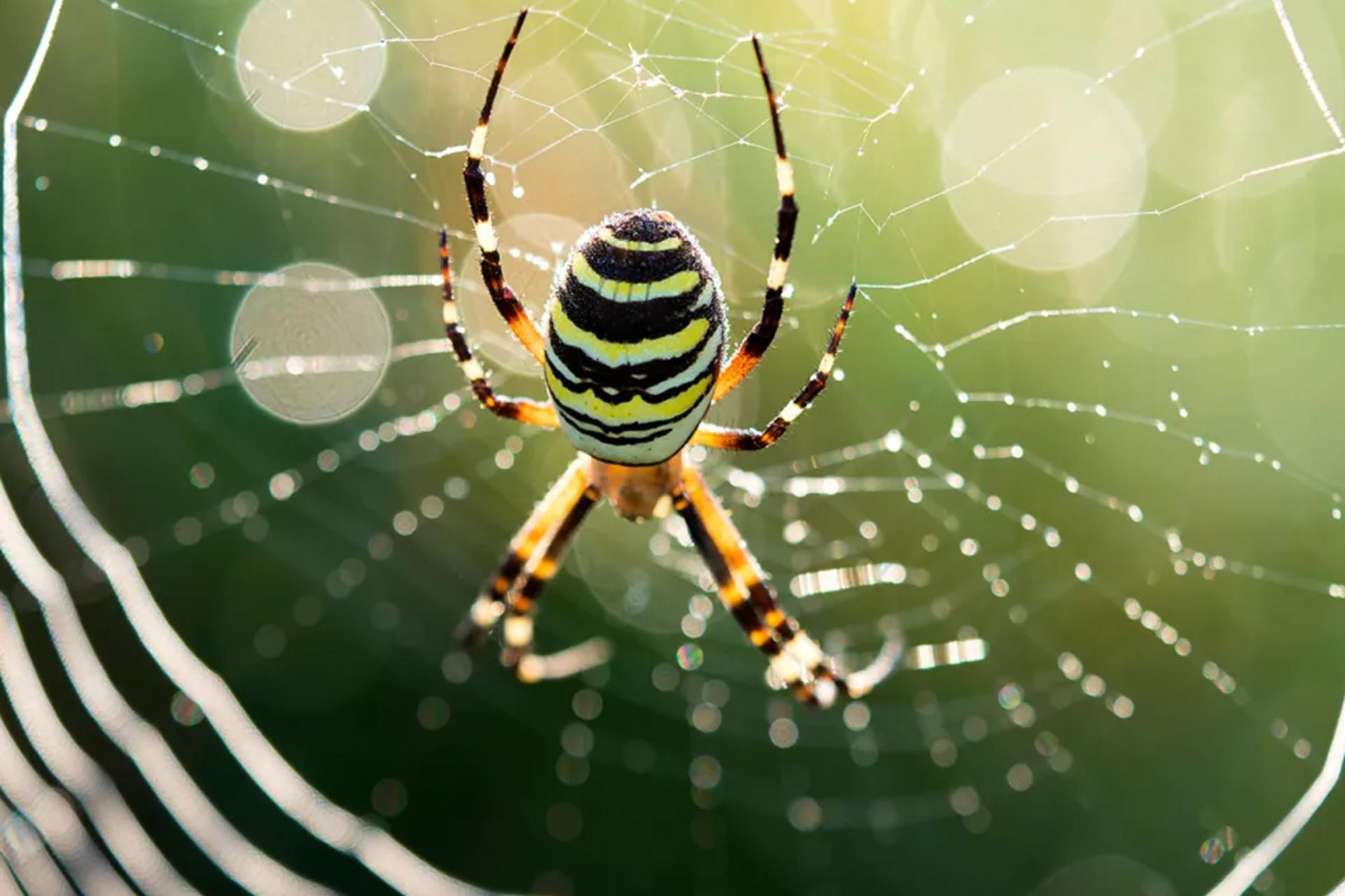 رازهای پنهان در عجیب ترین تارهای عنکبوت دنیا!