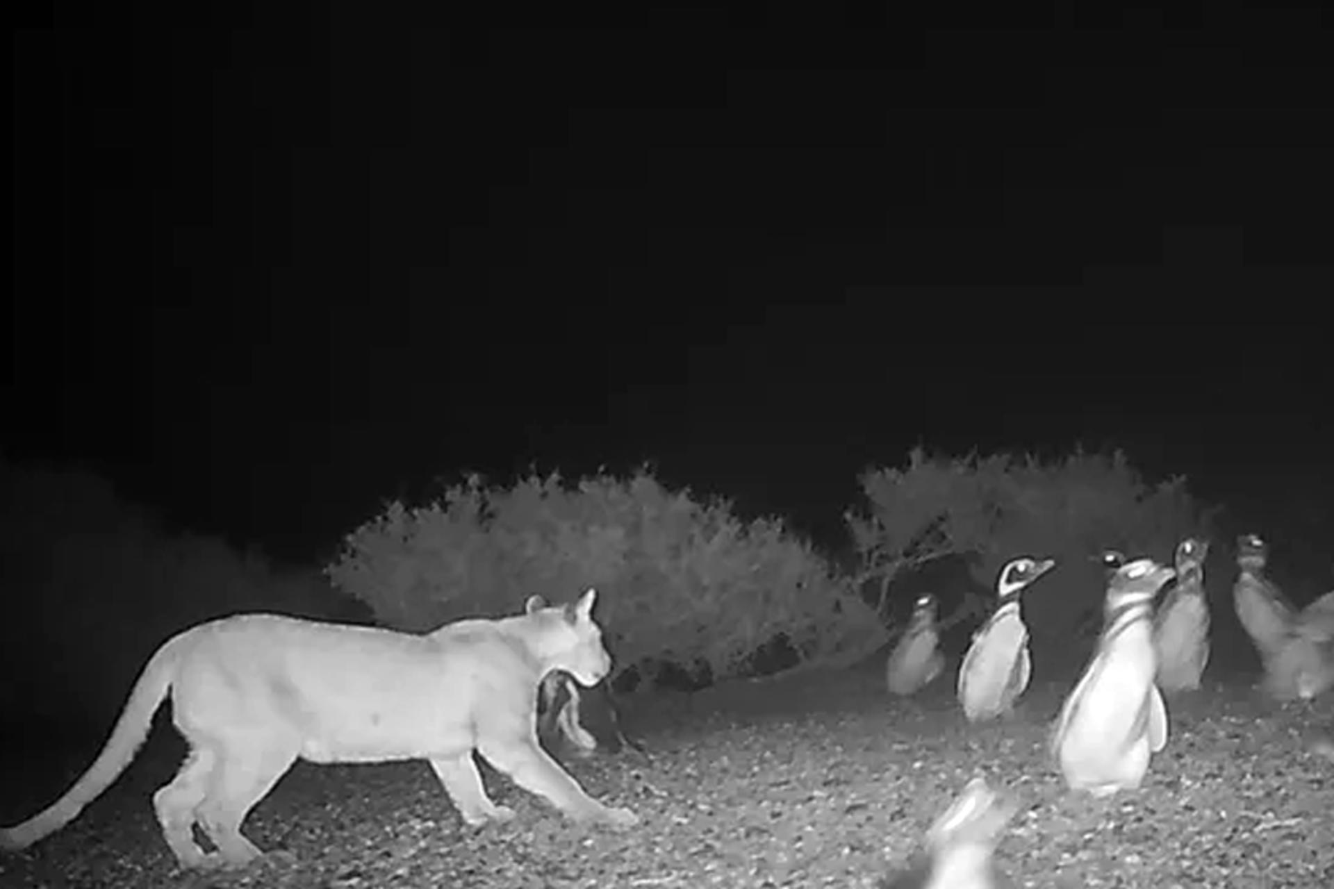 مرگ پنگوئن‌ها توسط شکارچی جدید؛ حیوان منزوی انقلاب کرد!