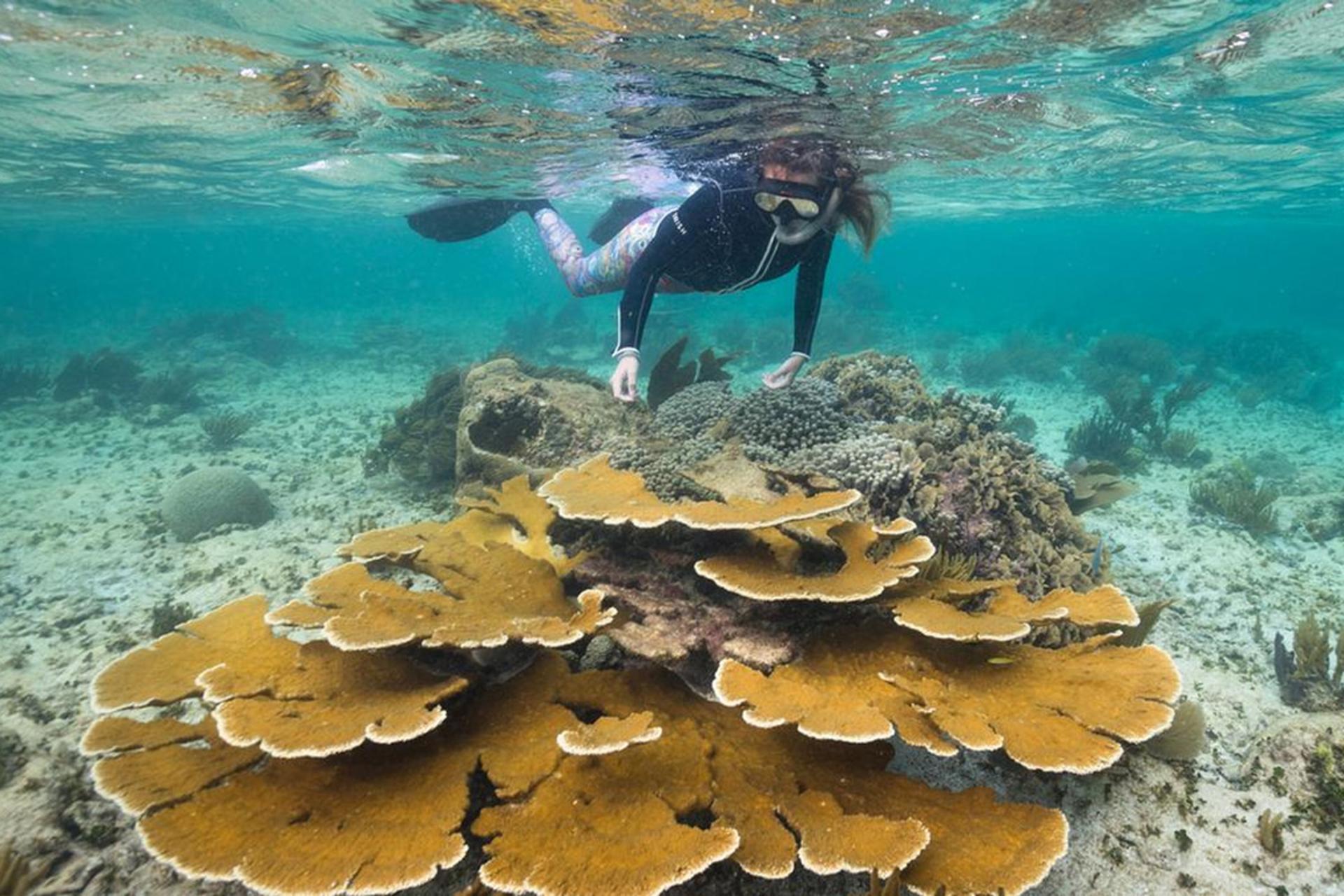 تکنولوژی پرینت سه‌بعدی، ناجی مرجان‌های در حال مرگ در کارائیب شد