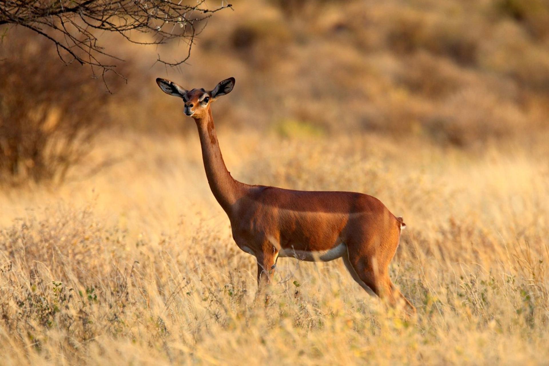 تکامل و بقا، خلاف قوانین طبیعت؛ حیوانی که هرگز آب نمی‌نوشد!