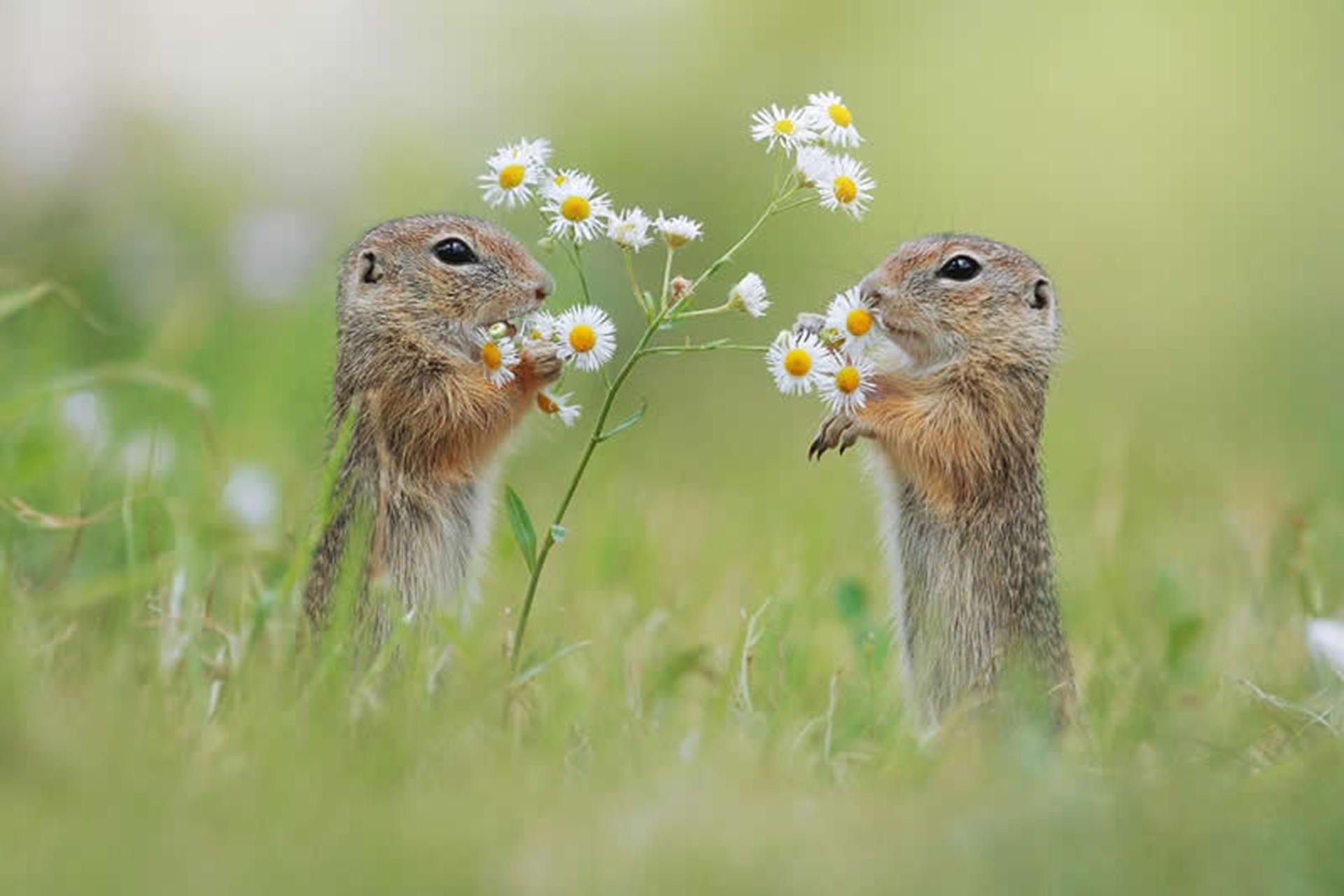 زندگی پنهان در باغ‌ها؛ جهان شگفت‌انگیز سنجاب‌ها از نگاه عکاس اتریشی