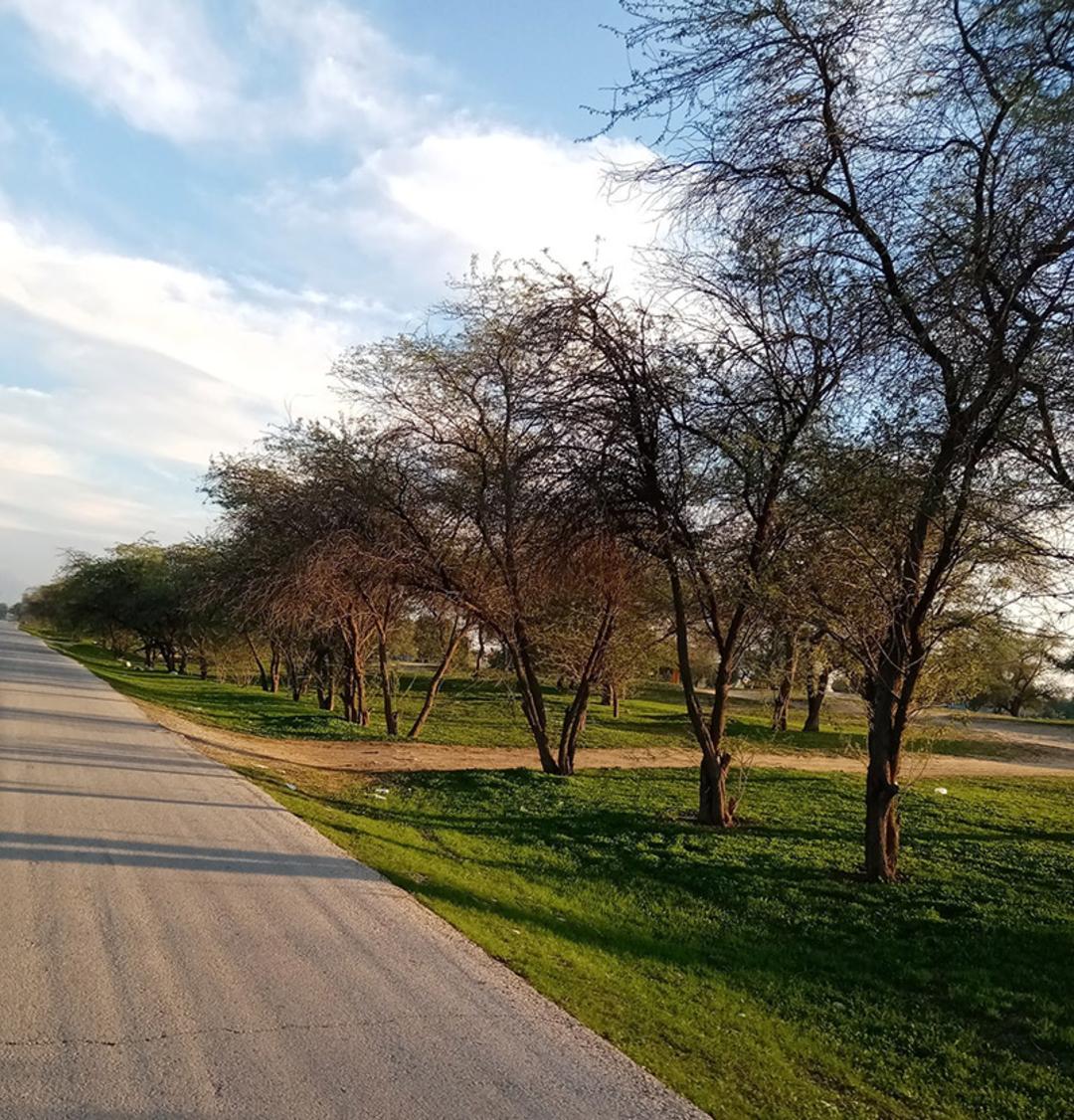 چمنزار و درختان پارک جنگلی چاهکوتاه