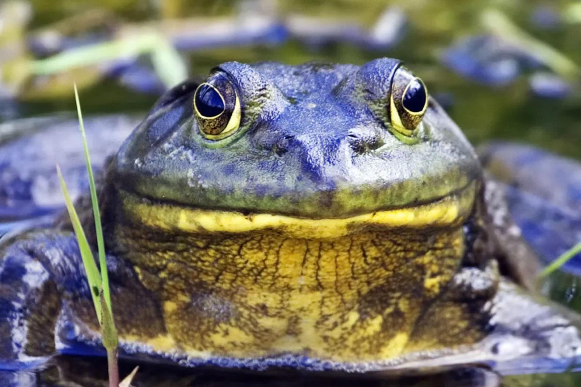 راز پوست جادویی قورباغه‌ها؛ چطور بدون دهان نفس می‌کشند و آب می‌نوشند؟