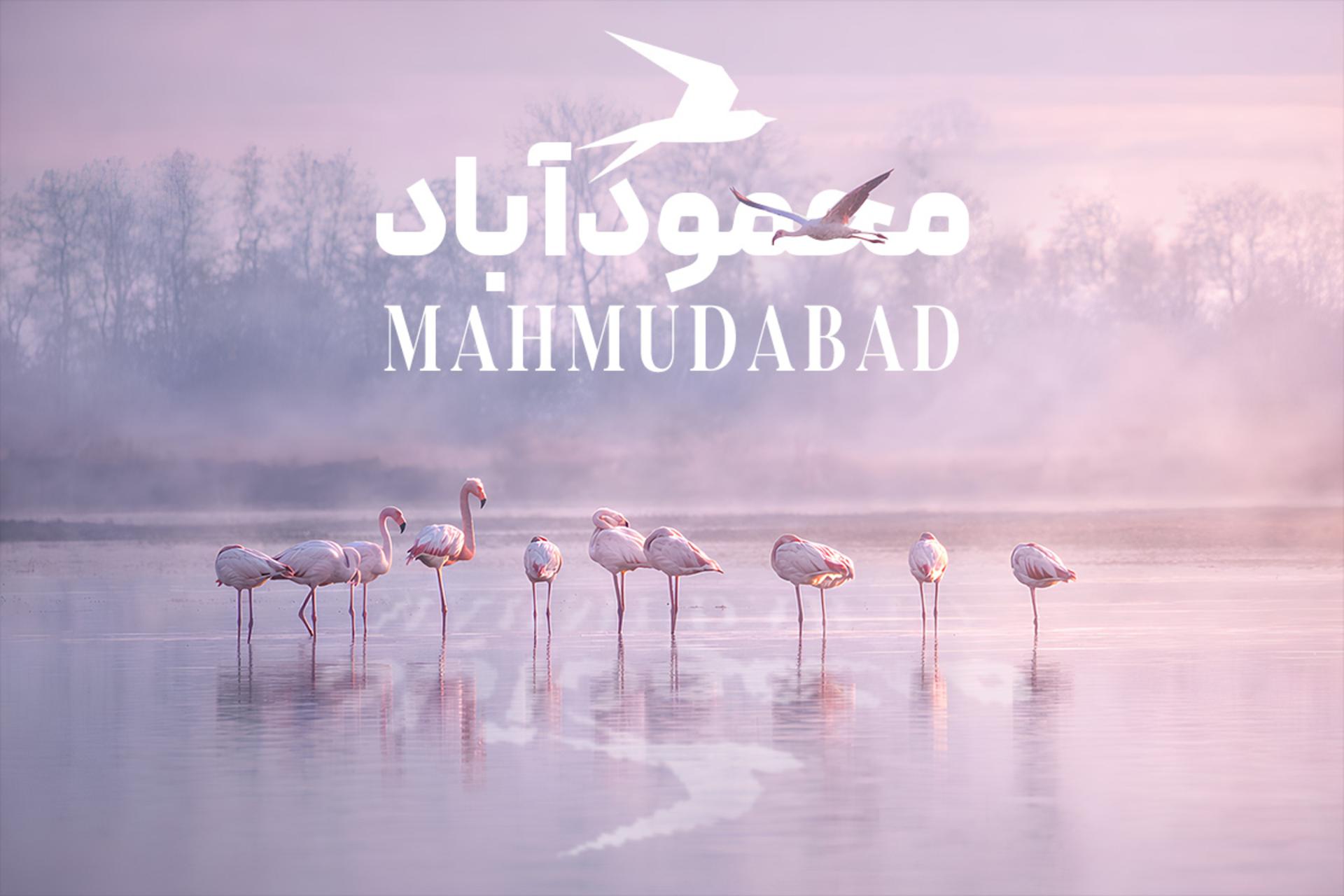 فلامینگوها در سرخ رود محمود آباد