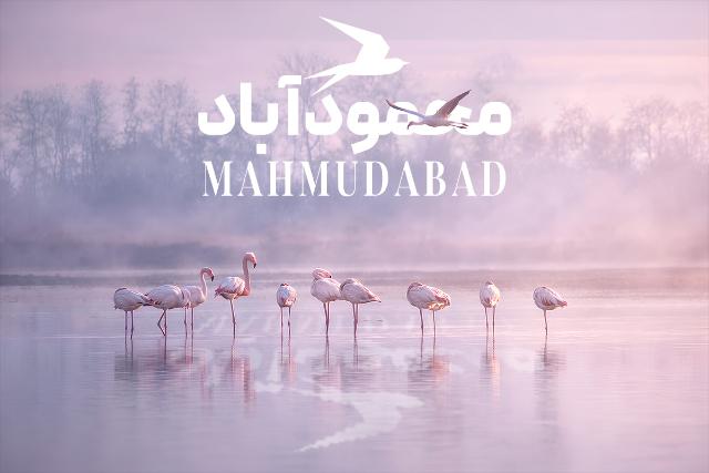 فلامینگوها در سرخ رود محمود آباد
