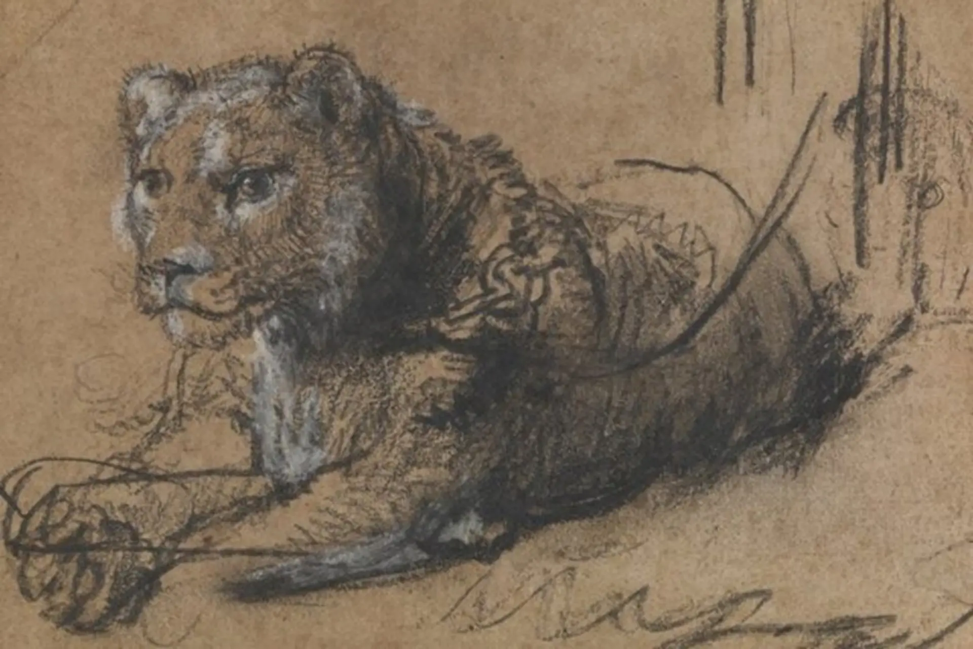 طراحی کمیاب رامبرانت در آستانه رکوردشکنی؛ «شیر جوان» ۲۰ میلیون دلاری می‌شود؟