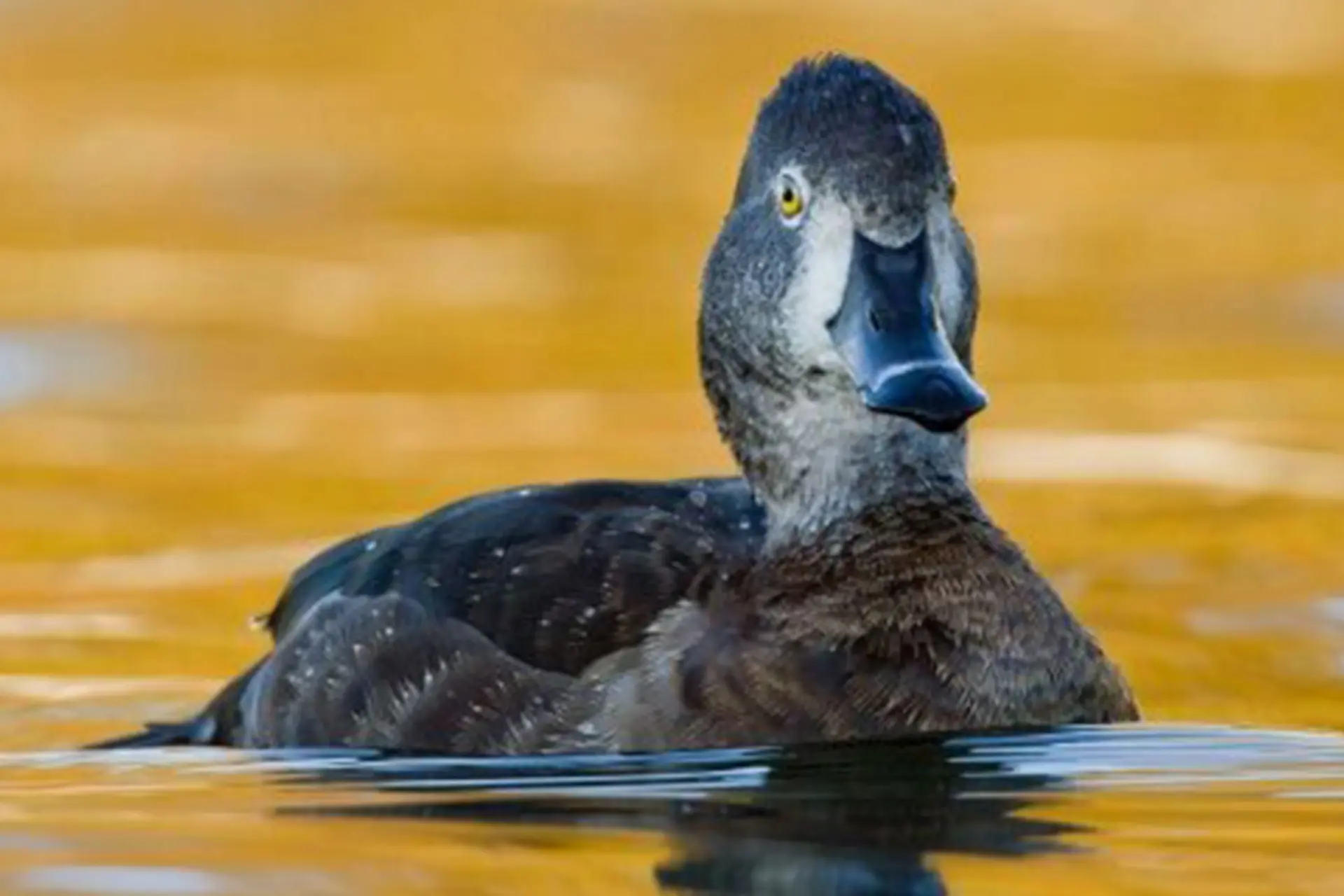 اردک نادر چشم طلایی در تالاب جوکندان گیلان دیده شد