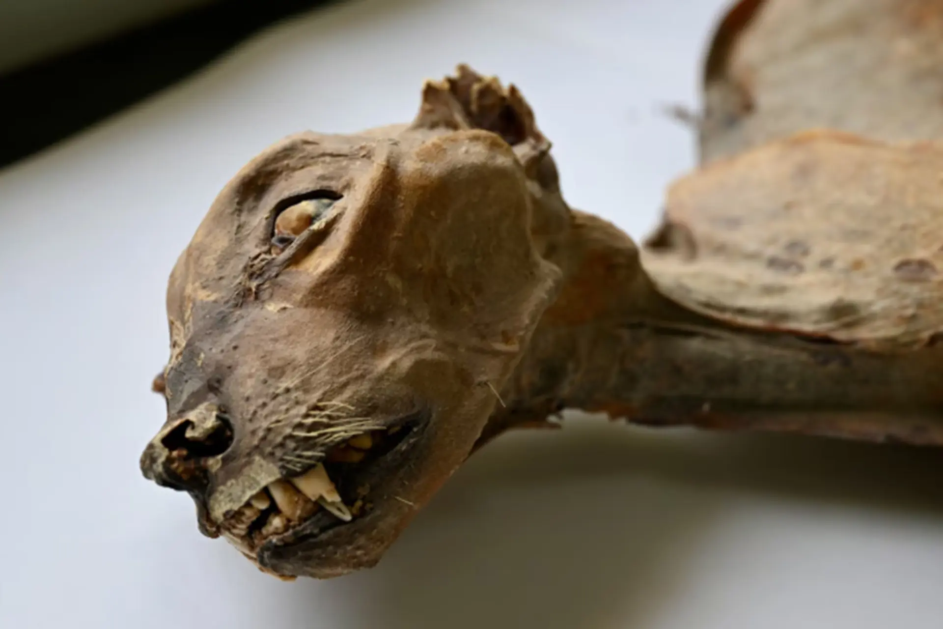 کشف مومیایی‌های یوزپلنگ در غارهای عربستان؛ گنجینه‌ای ژنتیکی از یک جمعیت گمشده