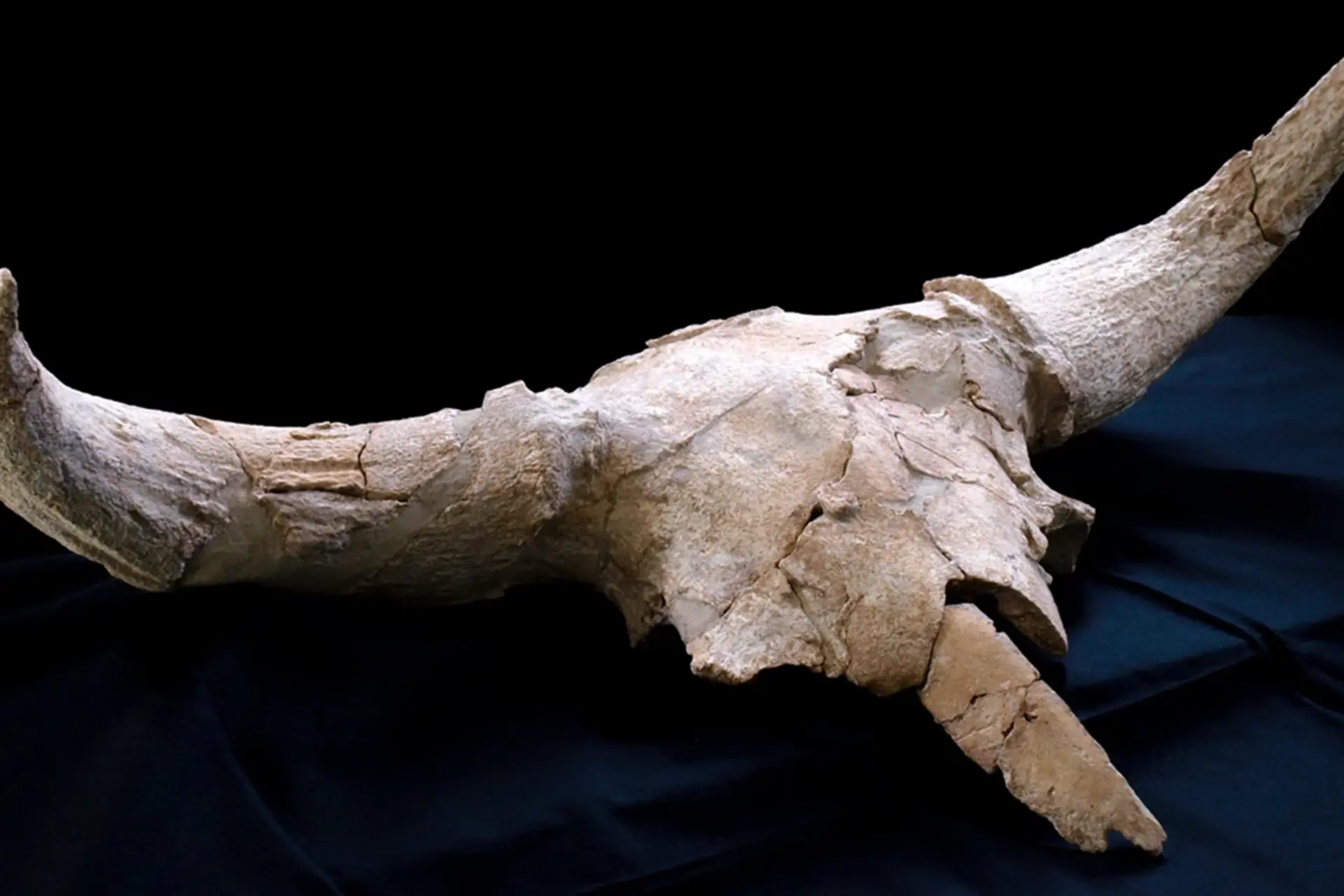 کشف عجیب در اسپانیا؛ نئاندرتال‌ها کلکسیونر بودند!