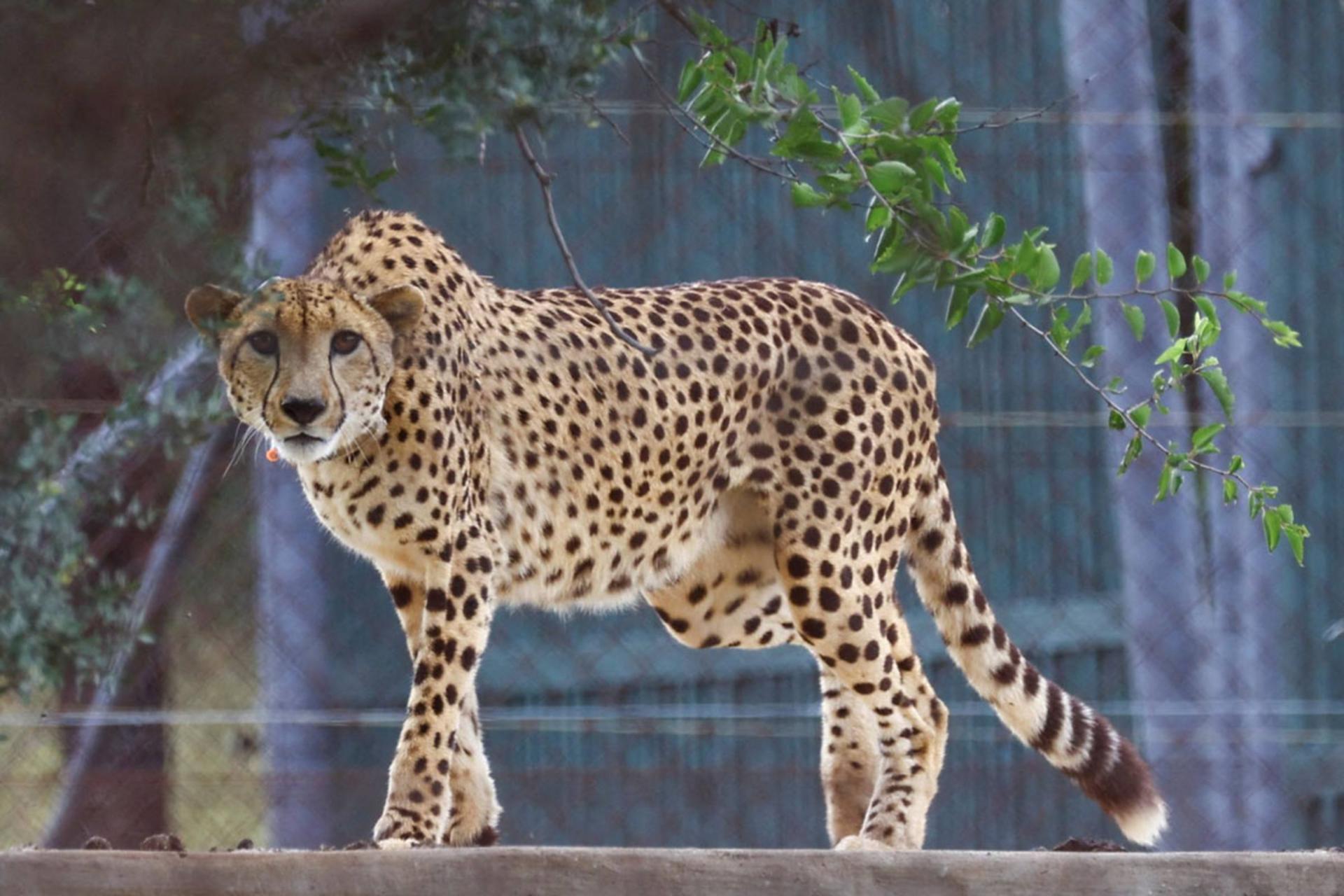 تولد هفت یوزپلنگ در یک هفته؛ امید در دشت‌های هند