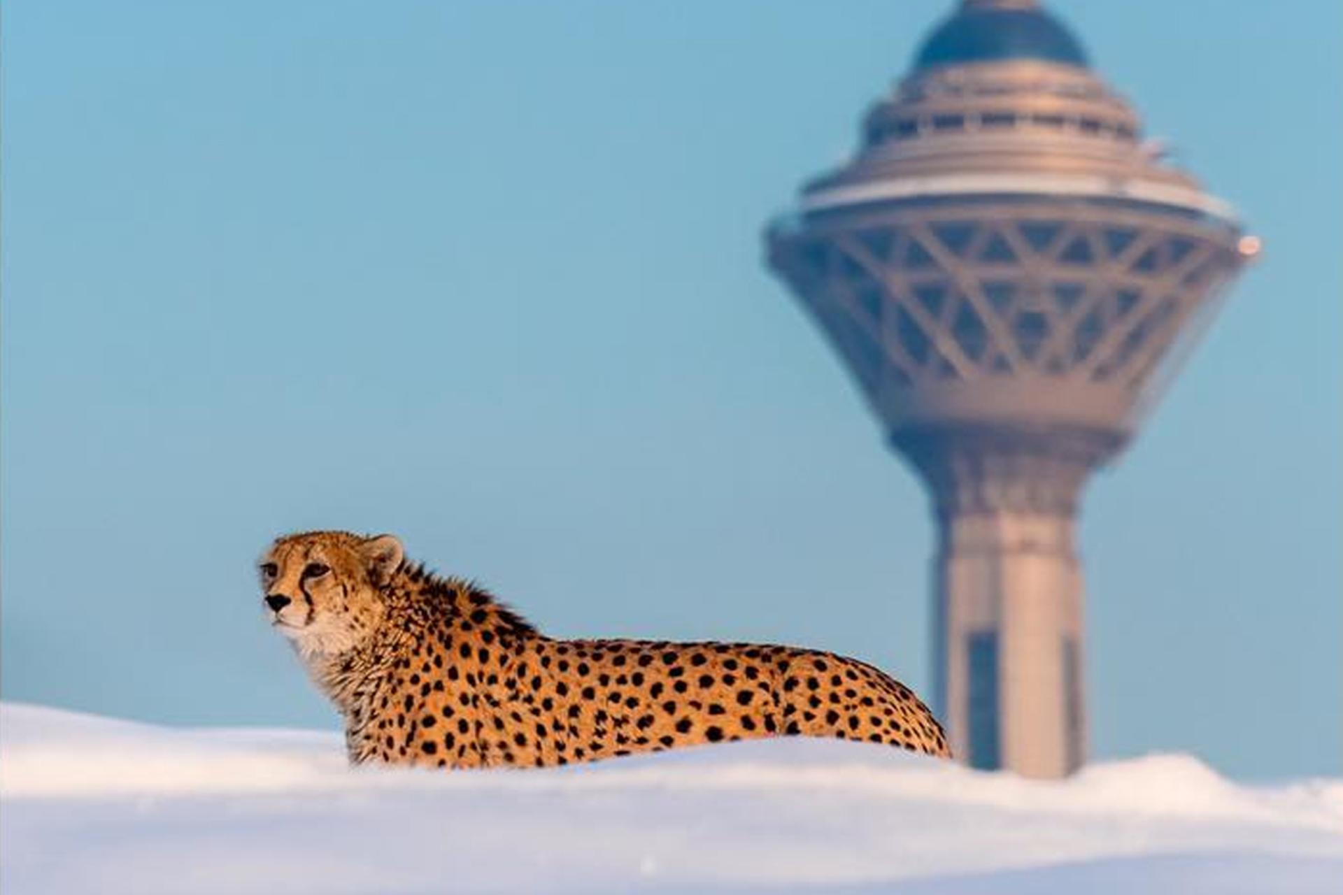 چند یوزپلنگ شناسنامه‌دار در کشور ثبت شده‌اند؟