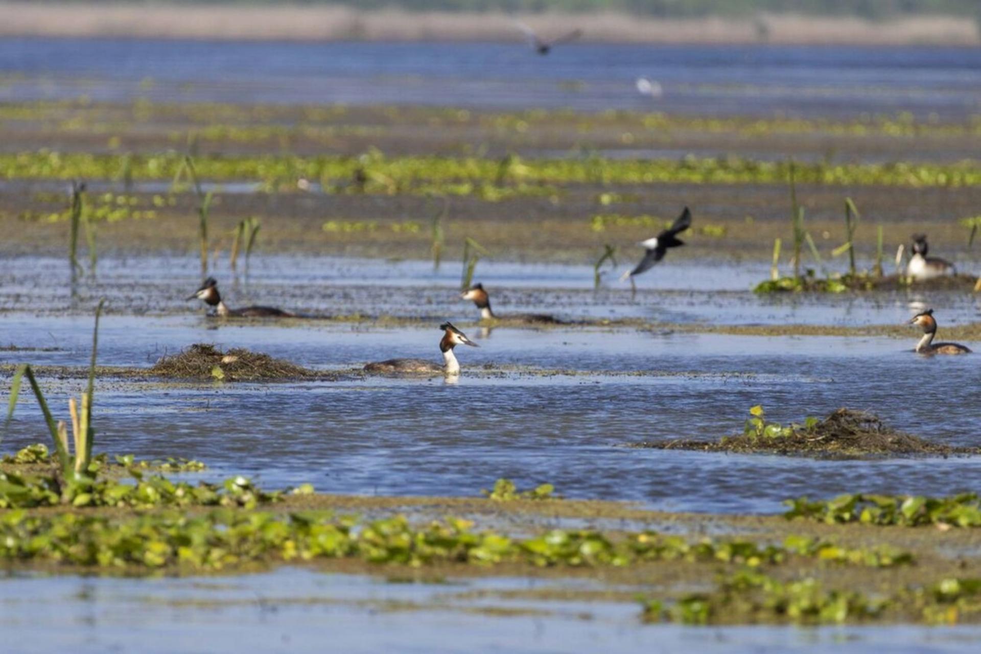 حساسیت زیست‌محیطی تالاب انزلی؛ پرندگان آبزی وارد مرحله جوجه‌آوری شدند