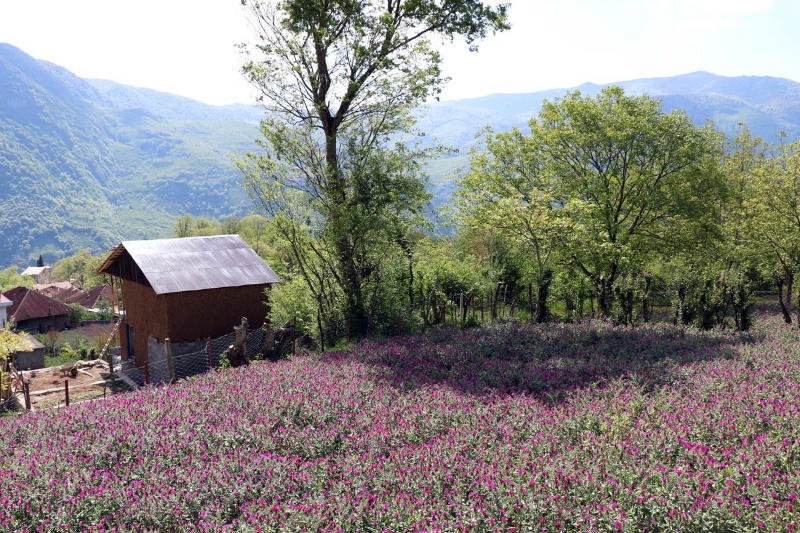 سفر تصویری به قلب بنفش گیلان؛ فصل برداشت عطر آرامش در رودسر