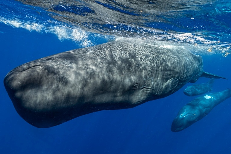 آیا هوش مصنوعی می‌تواند زبان حیوانات را ترجمه کند؟