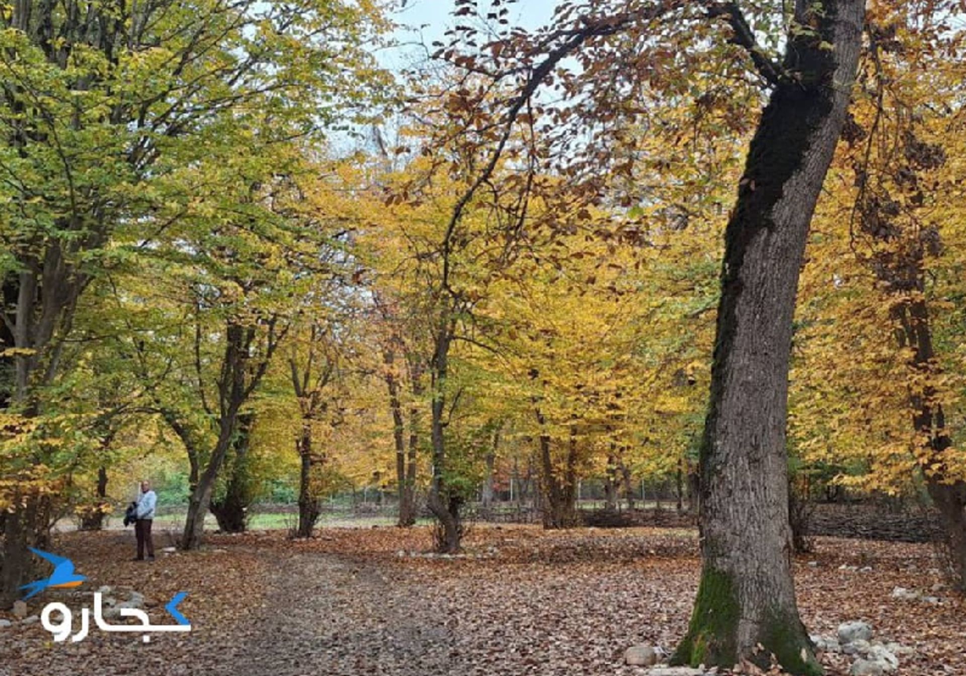 پارک جنگلی قرق