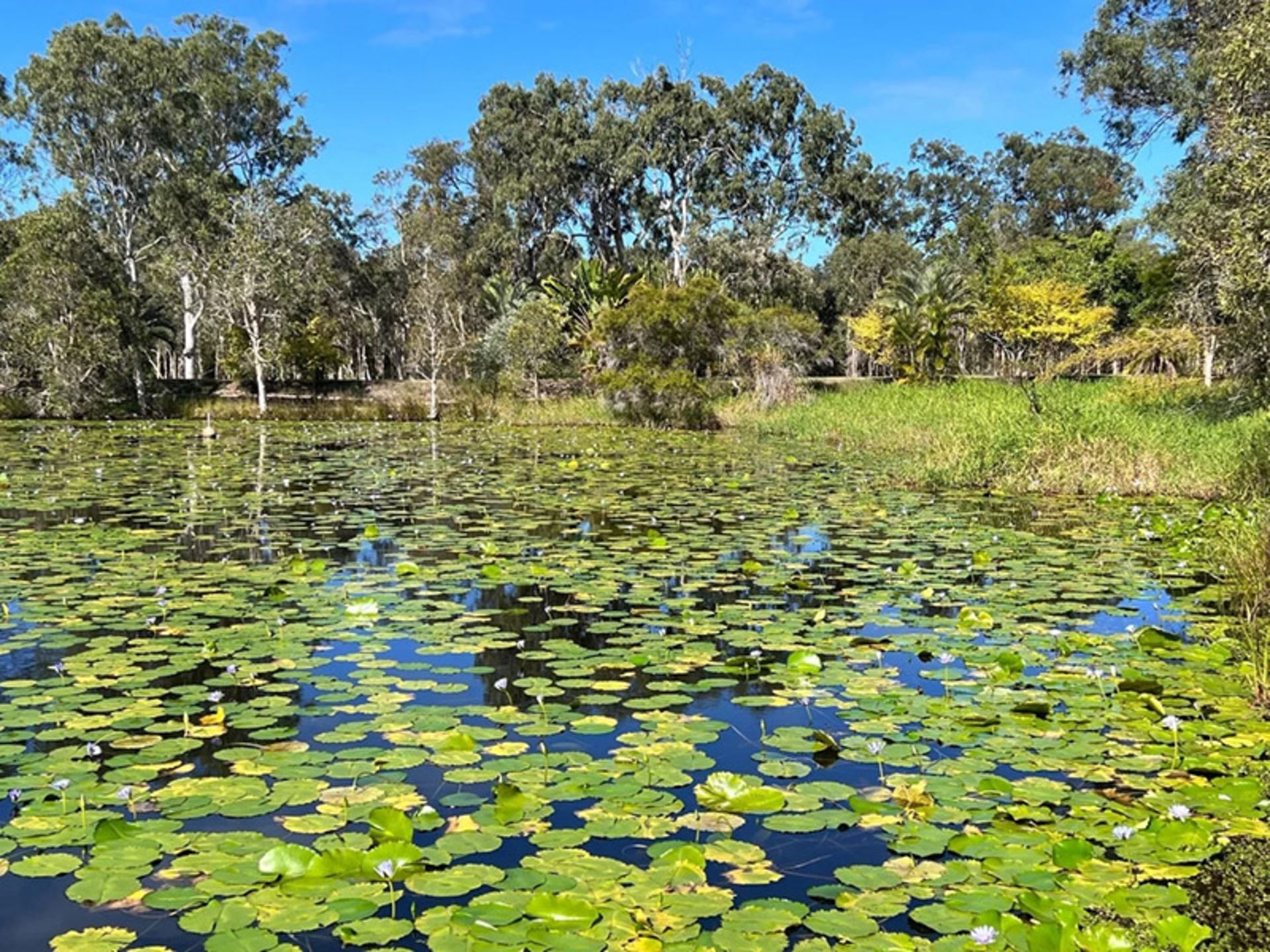 مرداب کندوچال