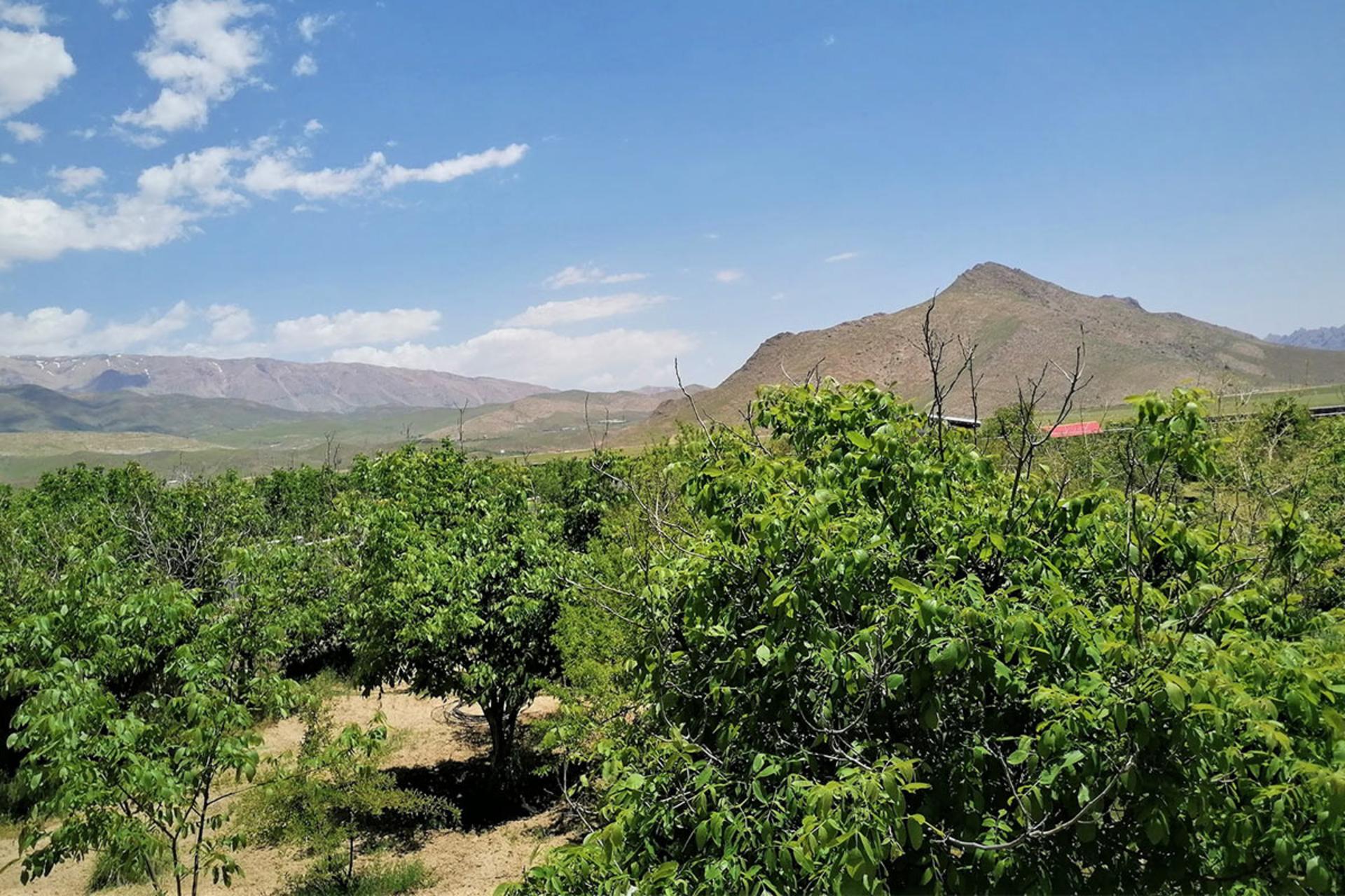 طبیعت سرسبز روستای سید آباد