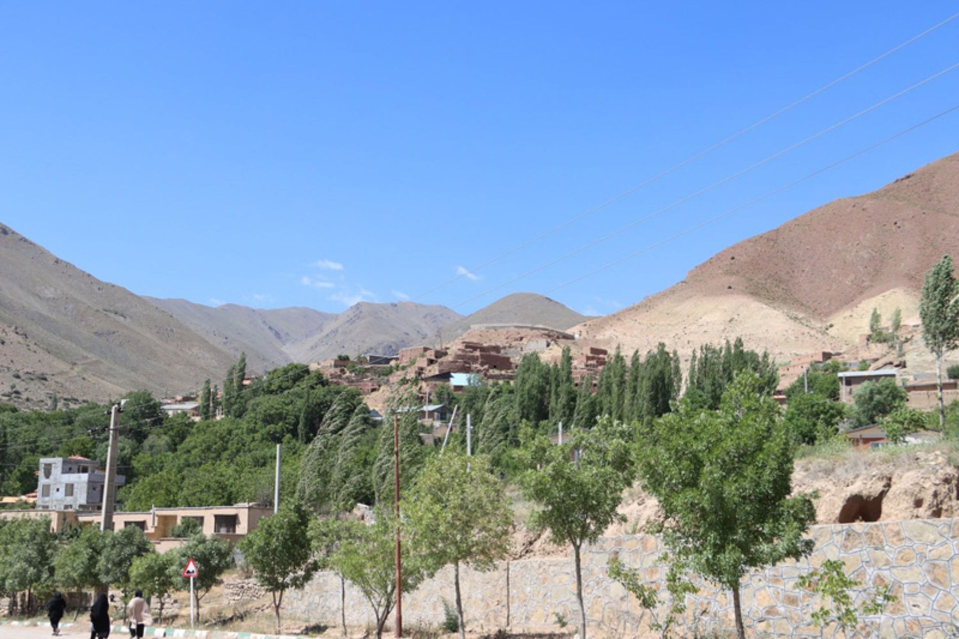 ردیف درختان جوان در روستای چاشم شهمیرزاد