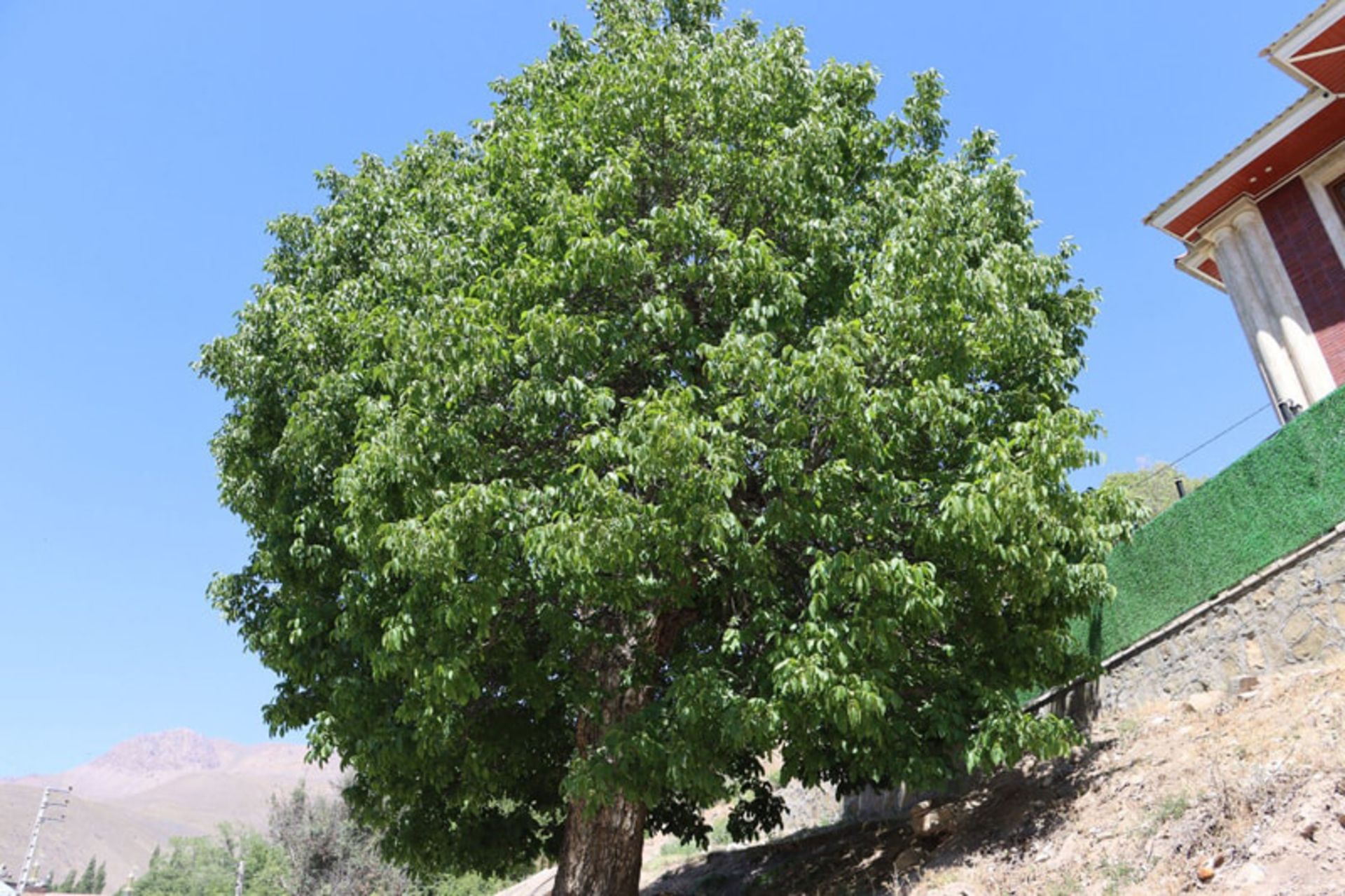 درخت کهنسالی در روستای چاشم شهمیرزاد