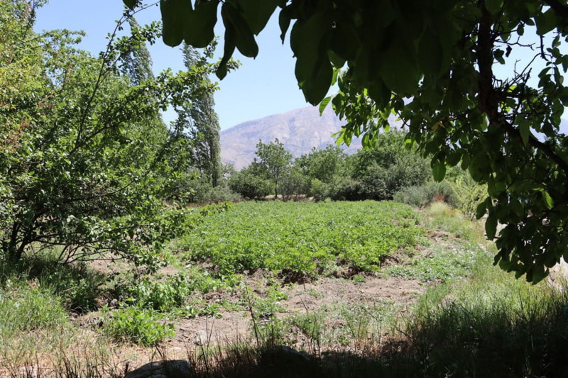 باغی سرسبز در منطقه کوهستانی چاشم
