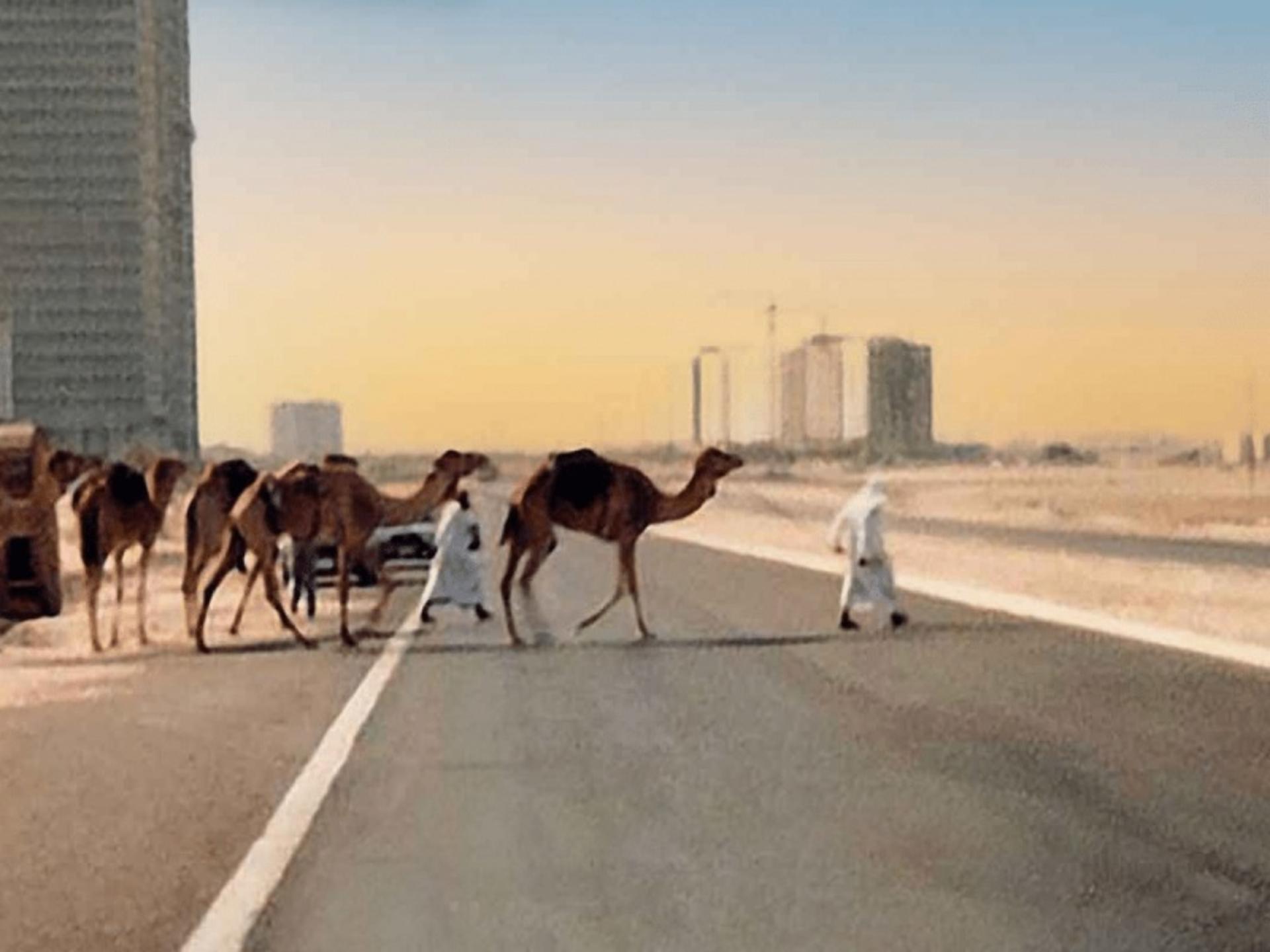 مرب عرد در حال عبور دادن شترها از خیابان شیخ زاید در گذشته