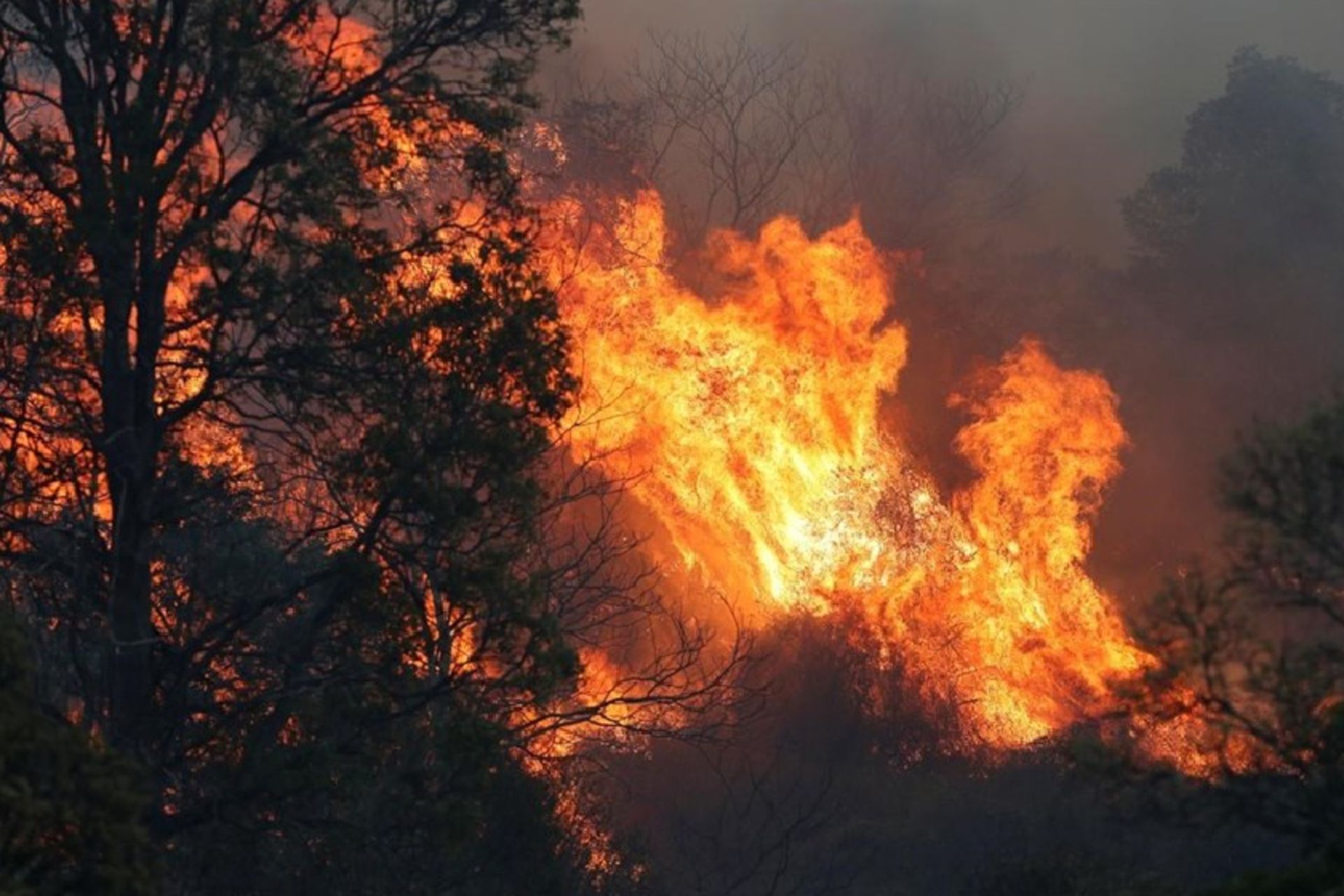 آتش سوزی جنگل های ارسباران