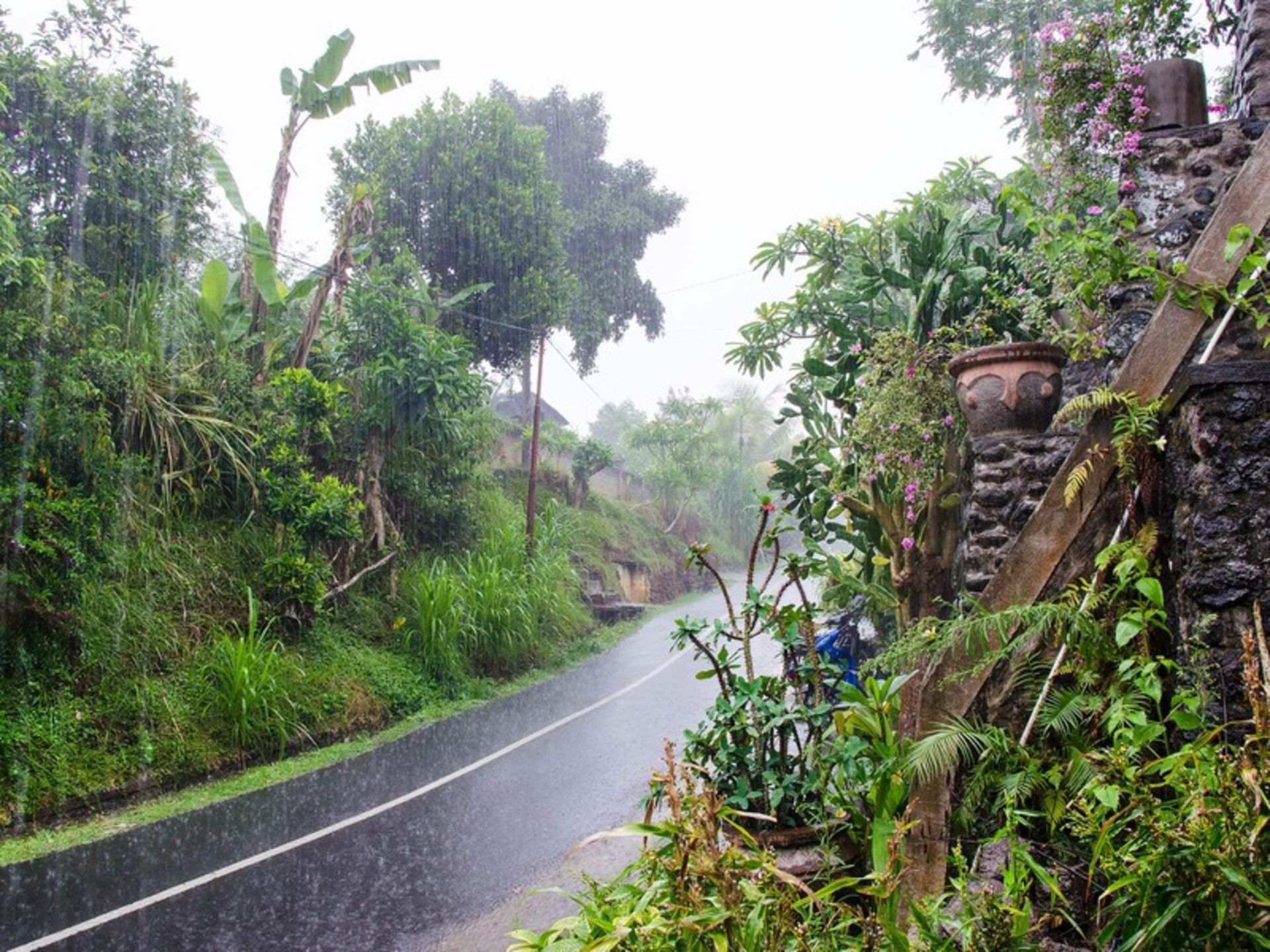 فصل بارانی در طبیعت زیبای بالی