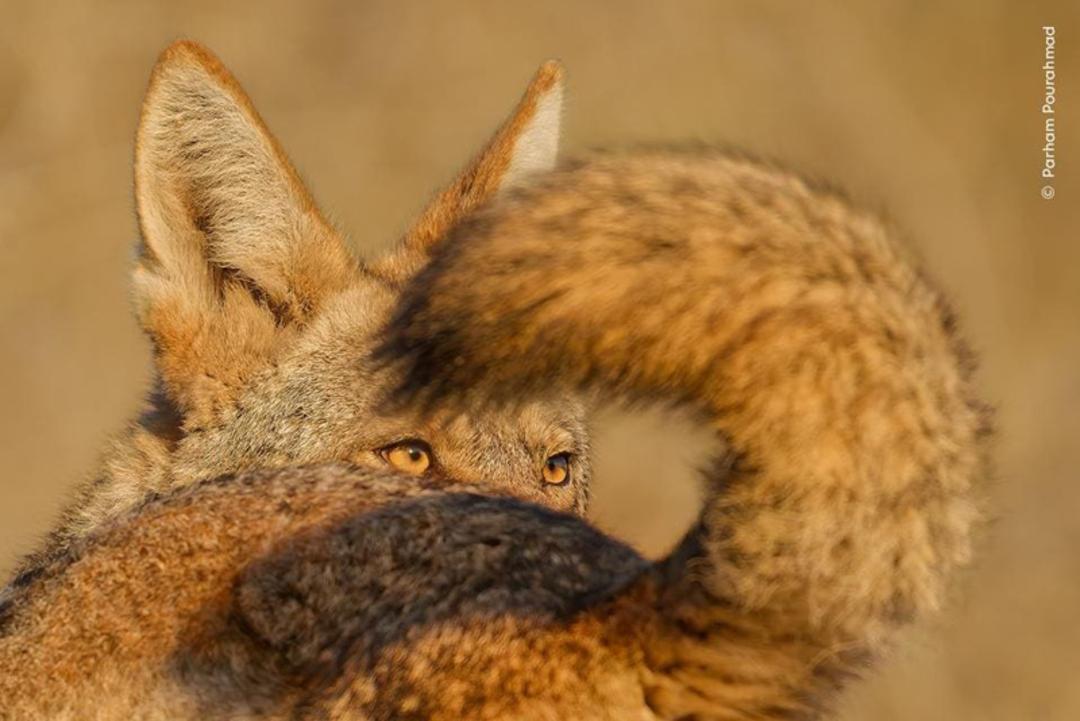 صورت و دم سیاه کایوت خز قهوه‌ای زرد